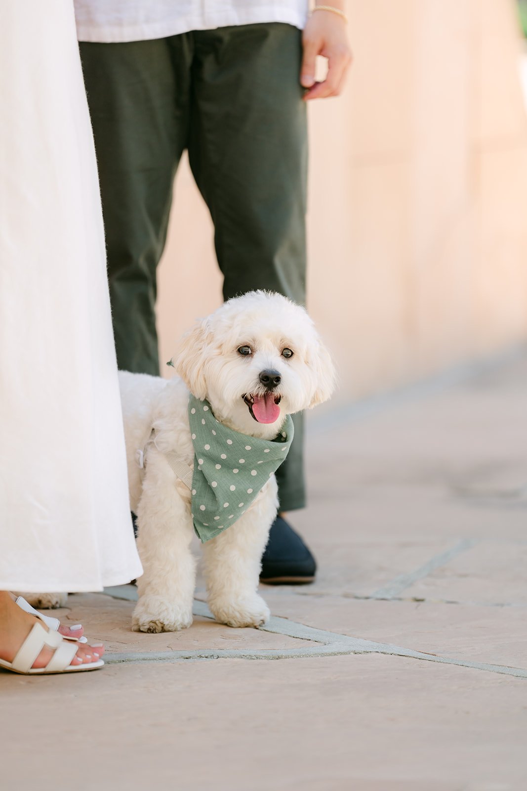 Tofu sits at Stephanie and Alan's feet in his green bandana.