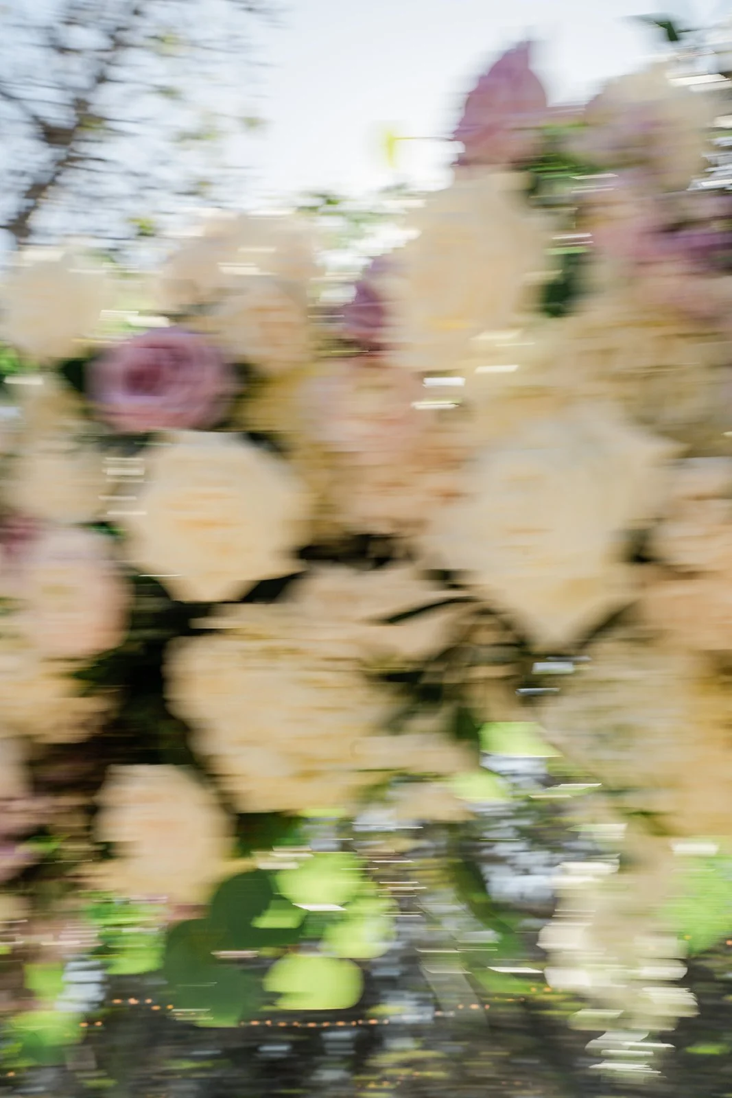 Ivory and lavender roses in motion at the ceremony arch