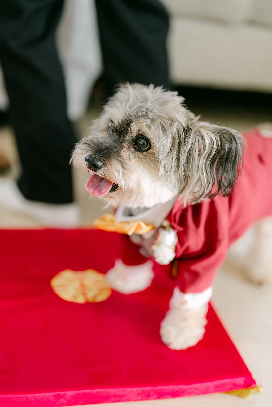 Izzo sitting on a red cushion in his red outfit during the tea ceremony.