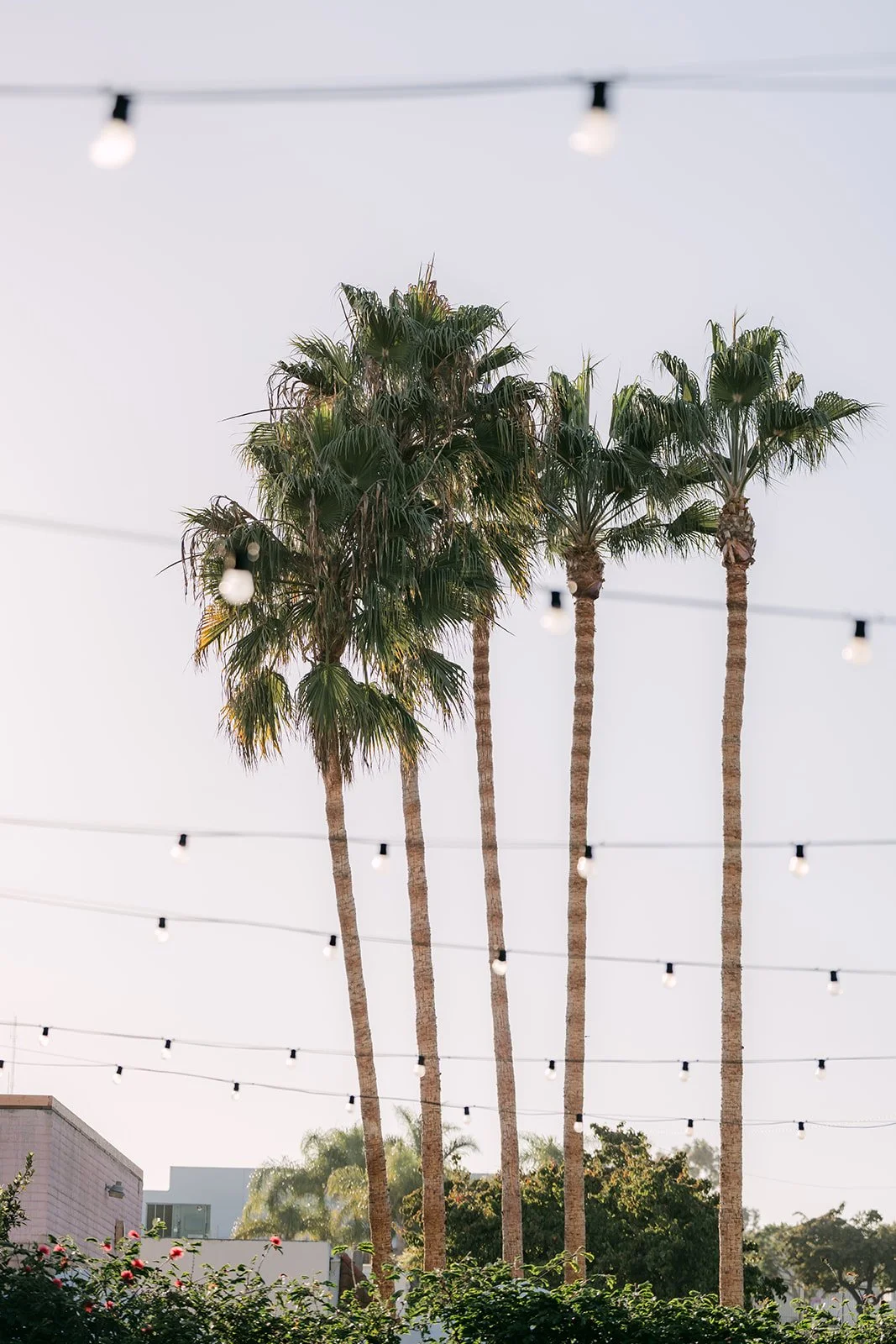 Palm trees and string lights over the ceremony space at The Harper