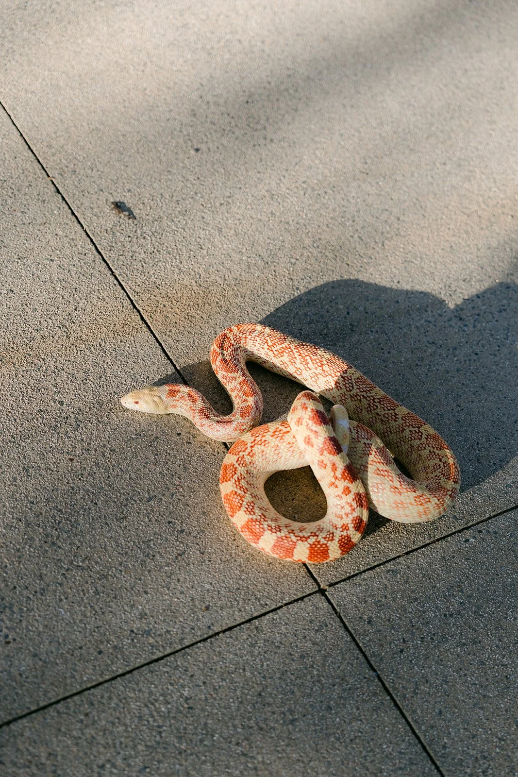 A snake from the reptile display stretched out on the patio.