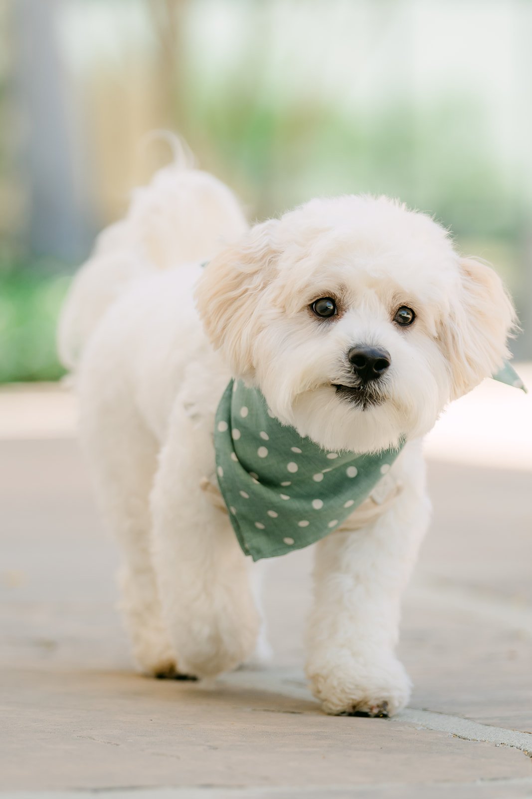 Tofu standing on the stone path with his tail up.