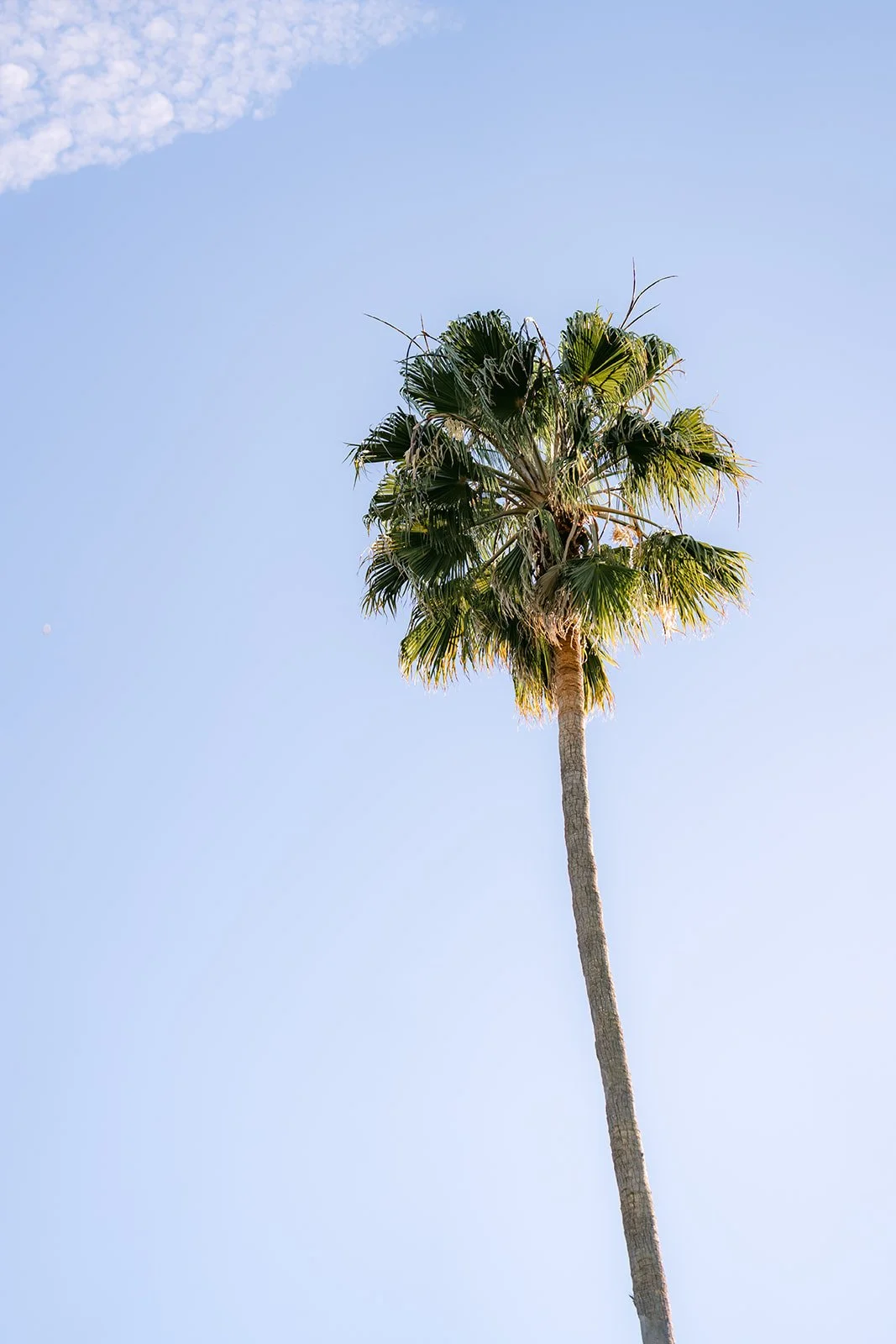 A tall palm against a clear blue sky at South Coast Botanic Garden.