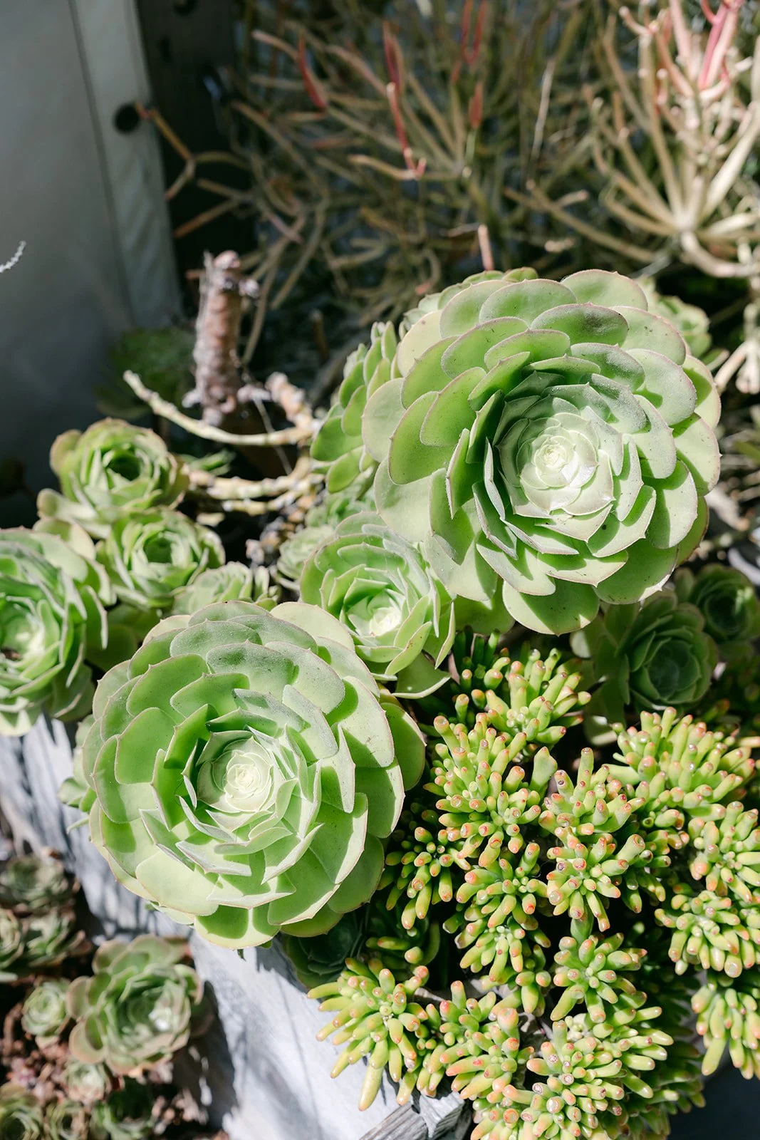 Succulent florals on the table