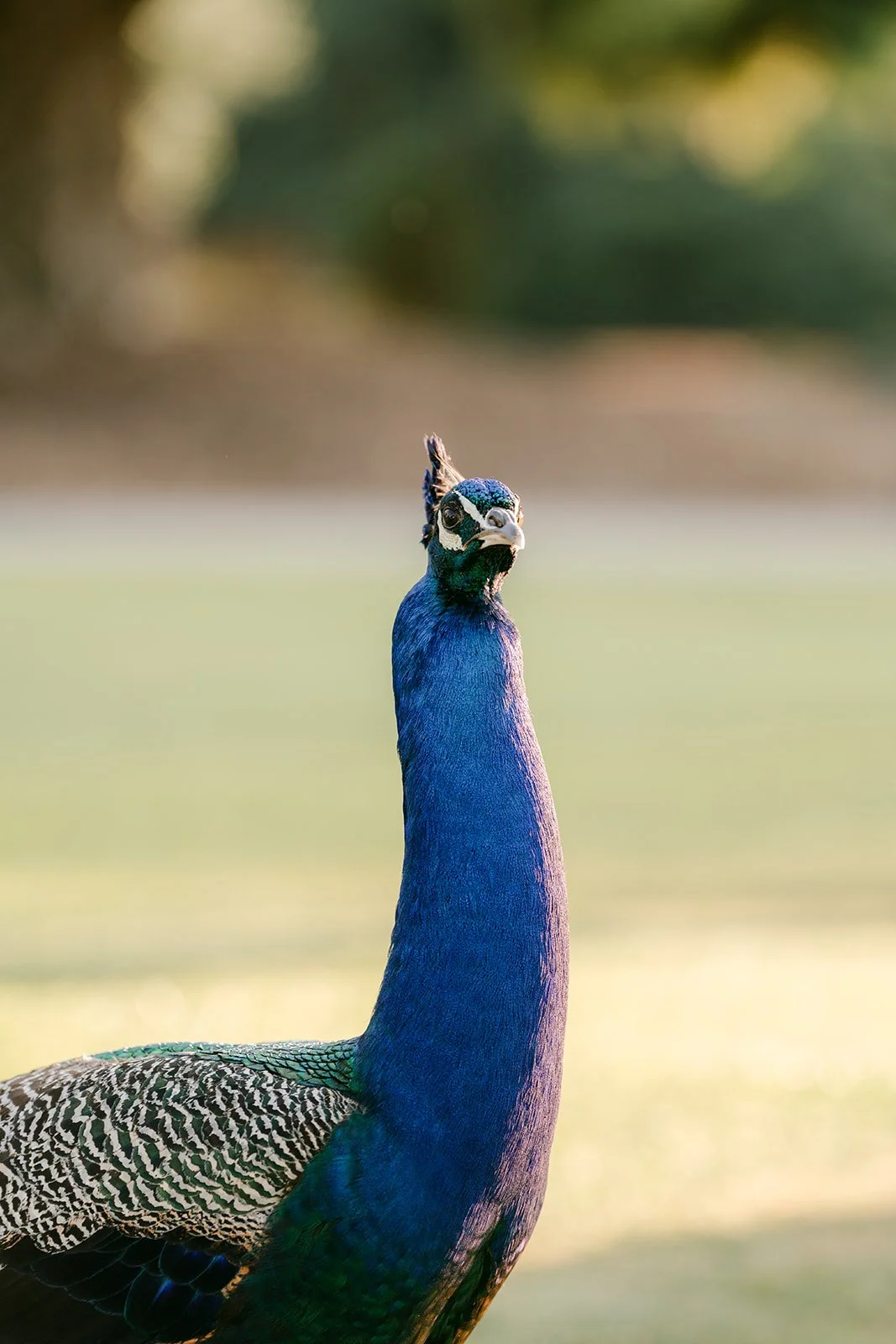 A peacock stands in the golden afternoon light on the lawn.