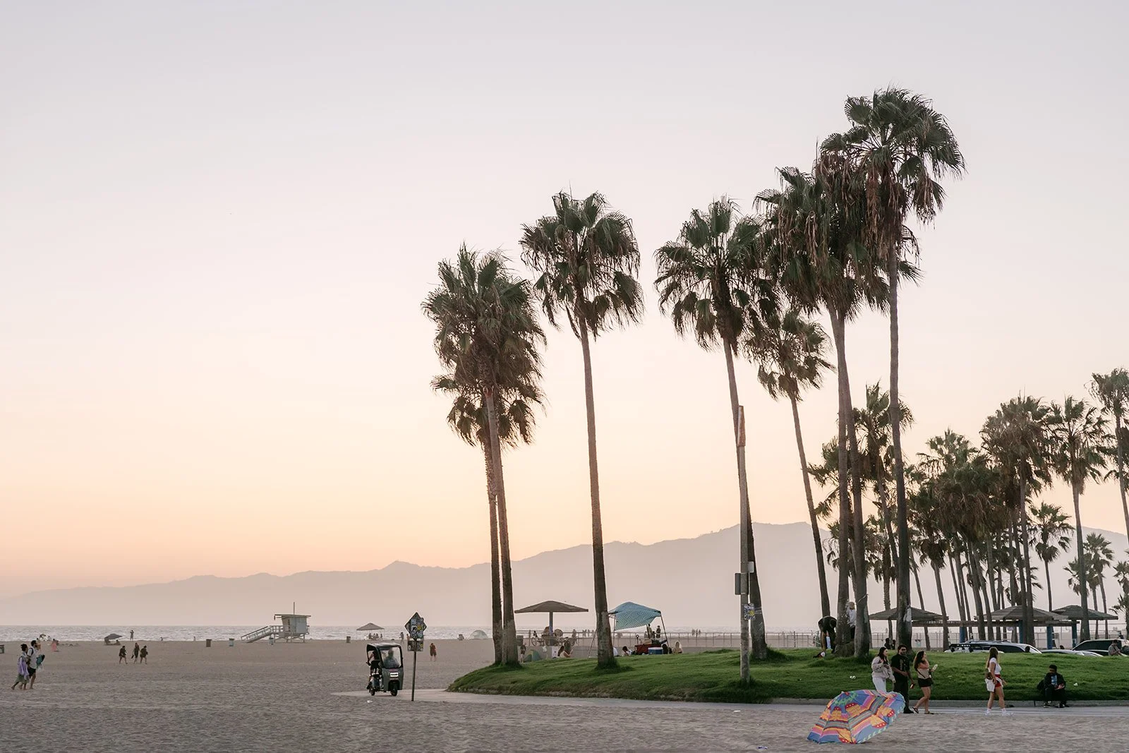 Palm trees along Venice Beach at sunset