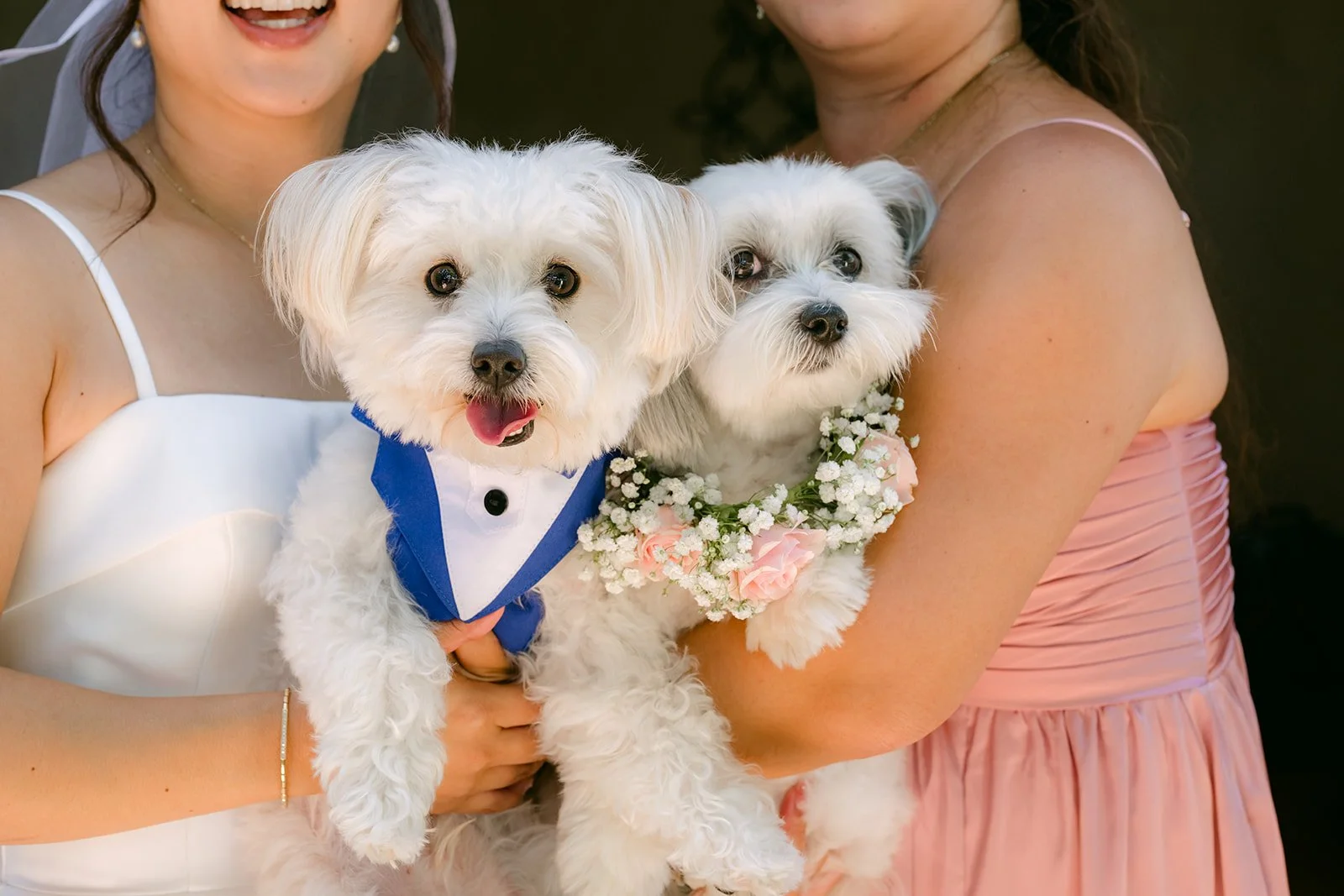 Two very good dogs dressed for the wedding