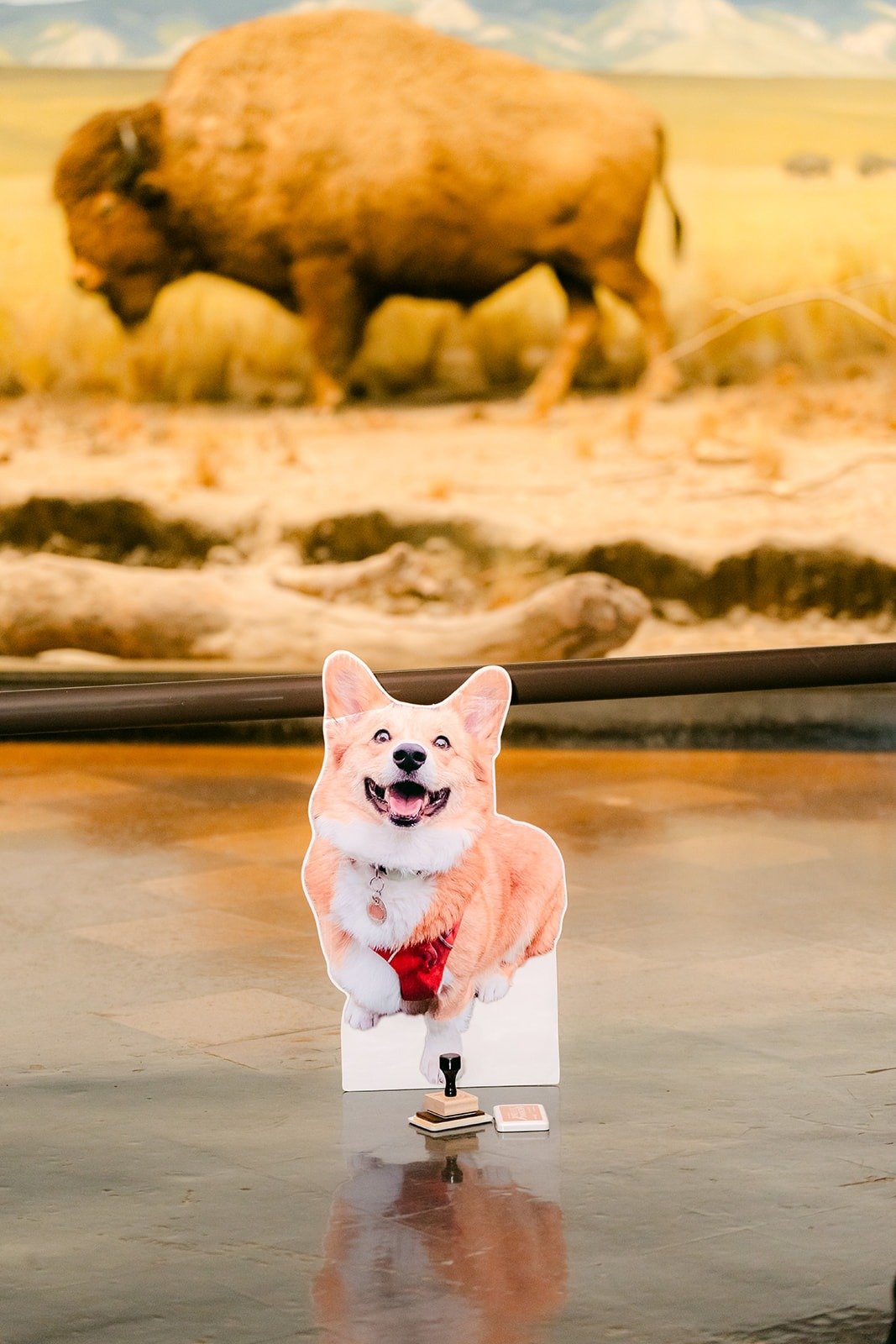 A cardboard cutout of Pumpkin in front of the bison diorama
