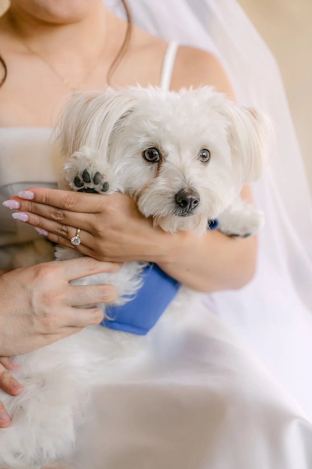 The pup cradled in Saya's arms