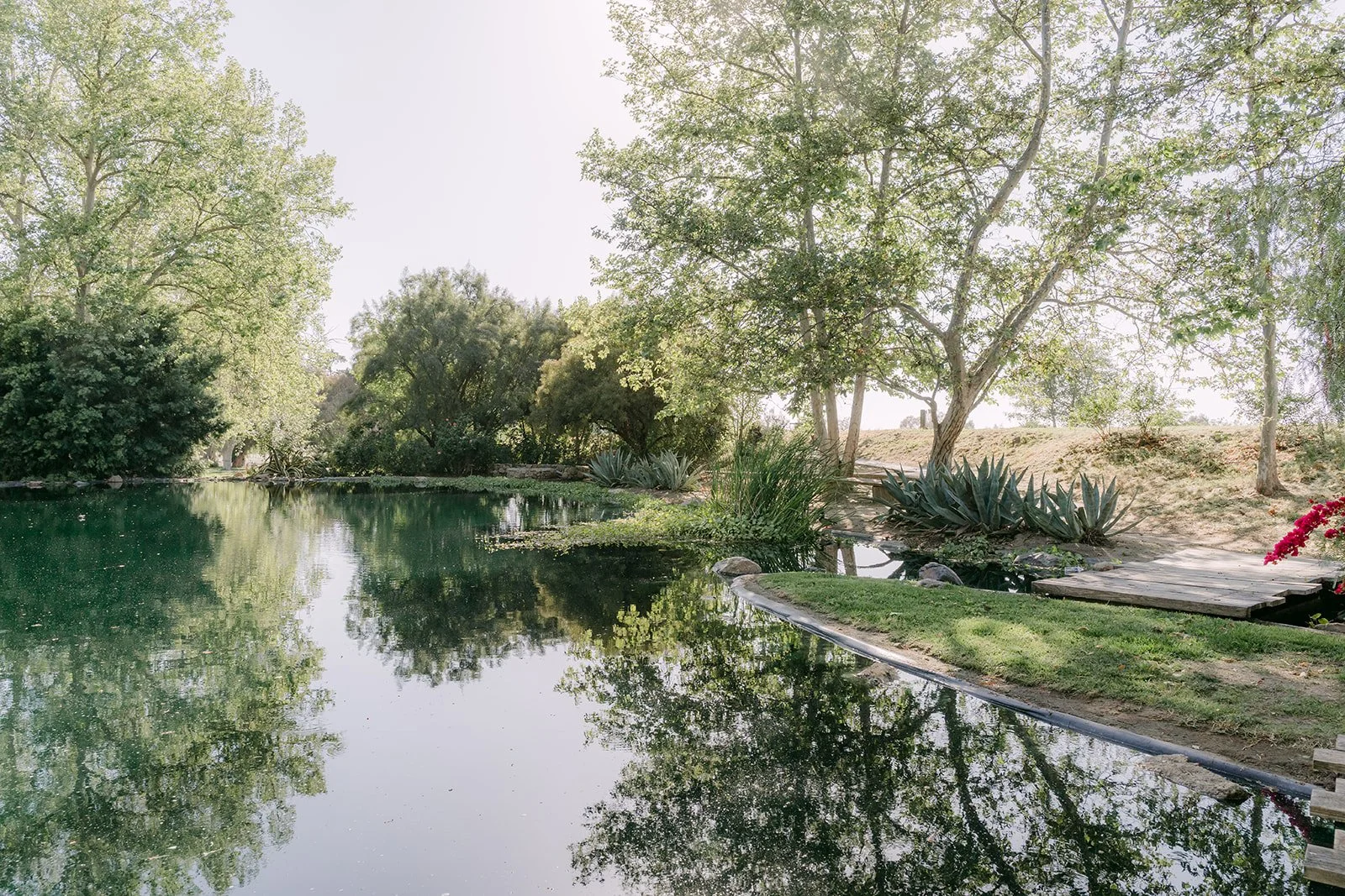 Reflecting pond lined with oak trees at Galway Downs
