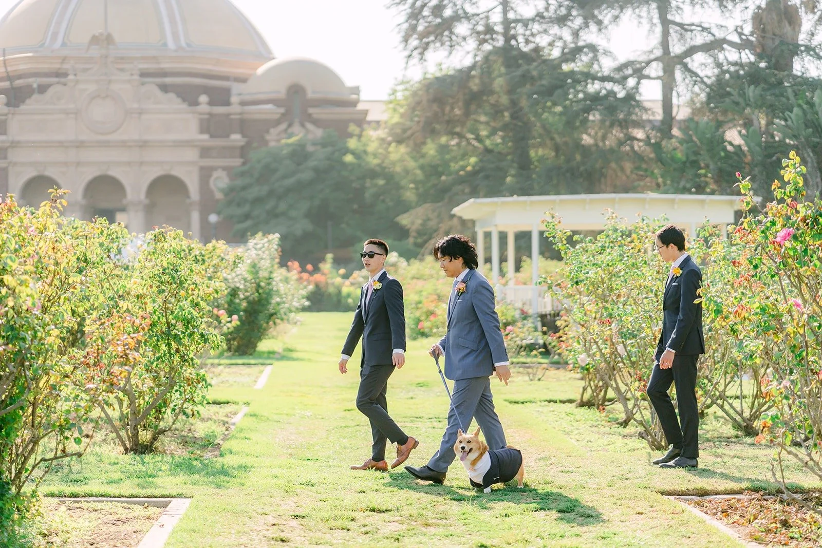 Philip and his groomsmen walking between the rose beds