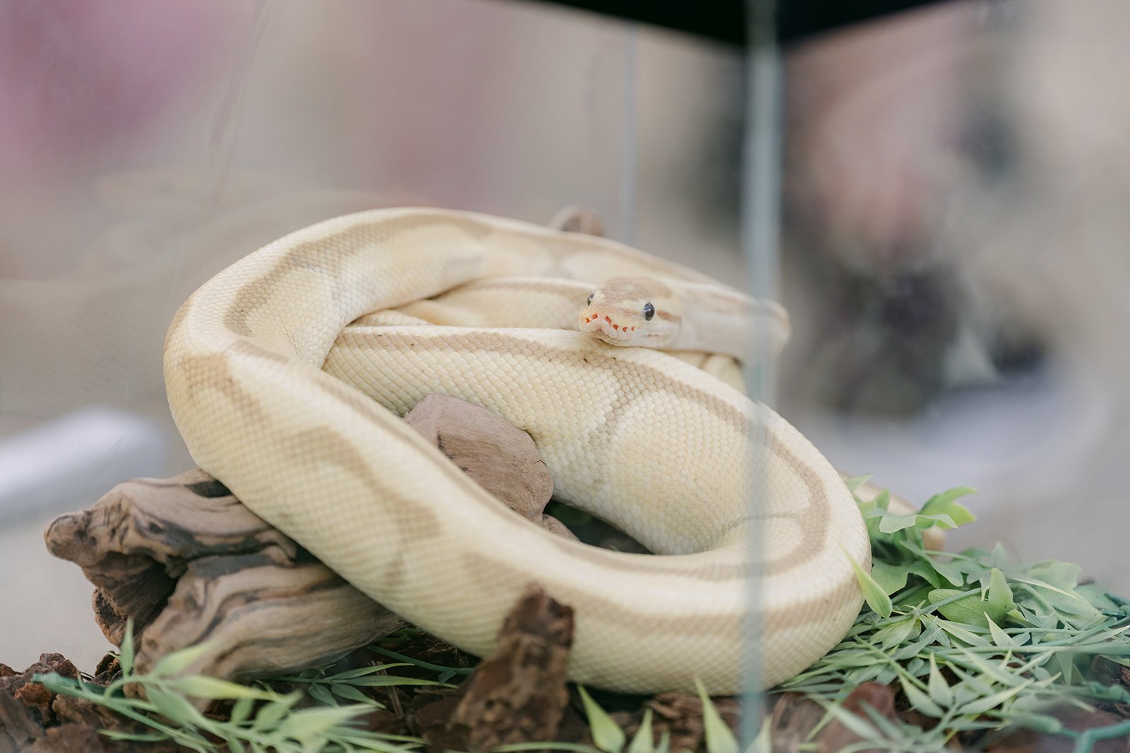 A pale snake coiled on a branch at the reptile display.