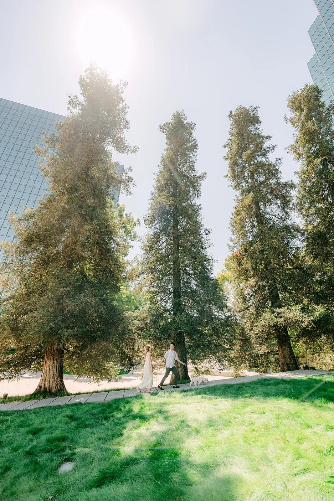 Wide view of the redwood grove and lawn with the family in the distance.