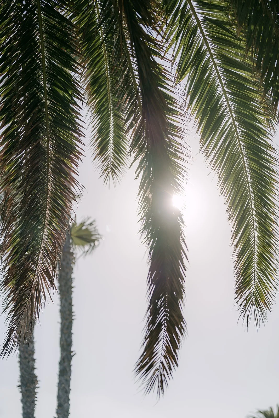 Palm fronds in the sun at Treasure Island Park.