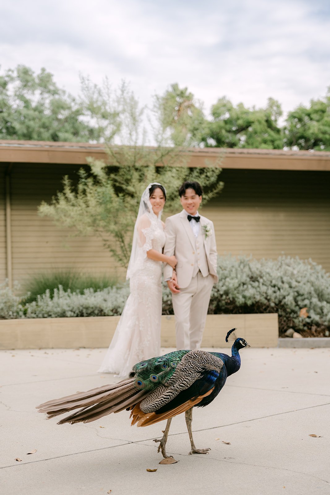 A peacock strutting past Elaine and Wen.