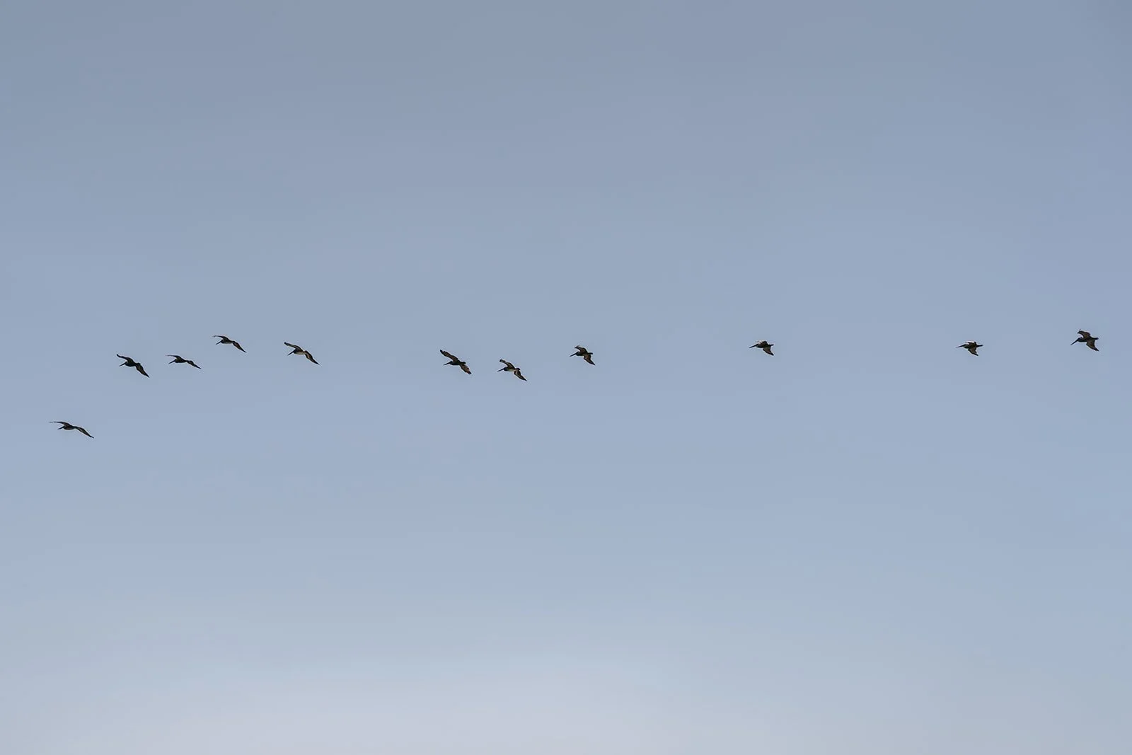 Birds flying in formation over the coast