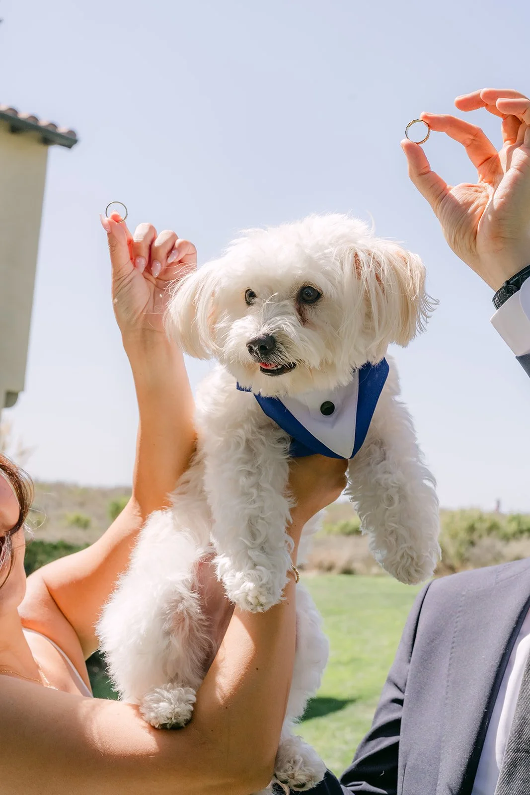 The ring bearer pup under the raised wedding rings