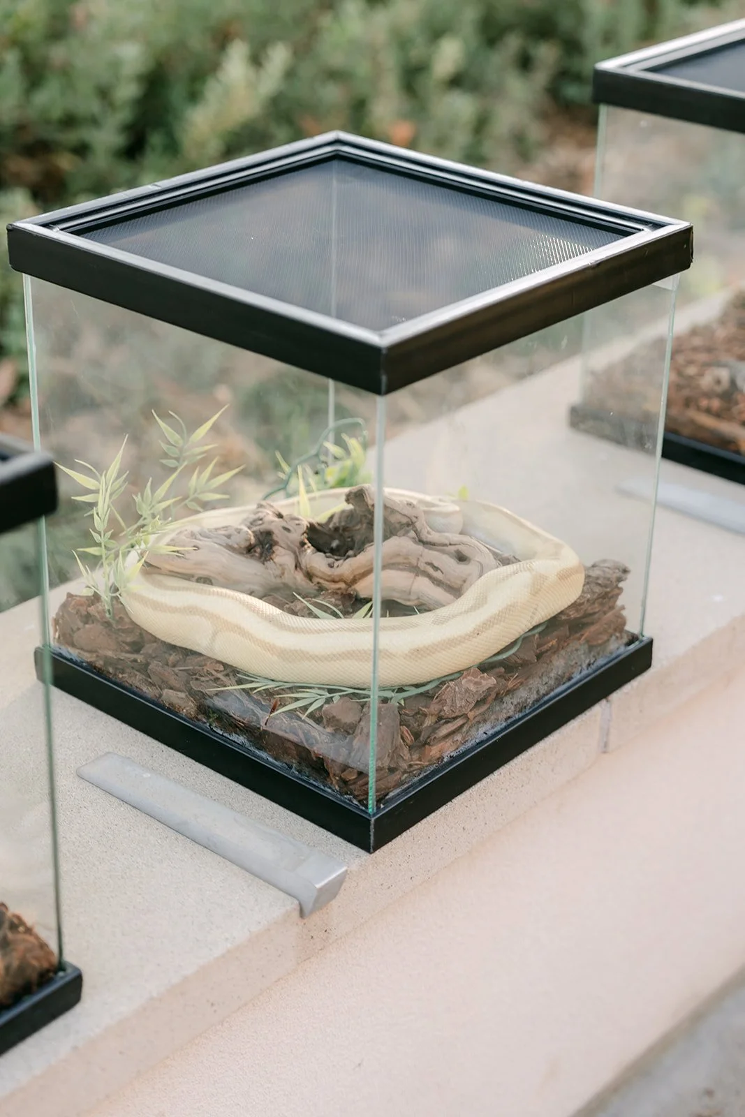 A snake resting inside a glass display case.