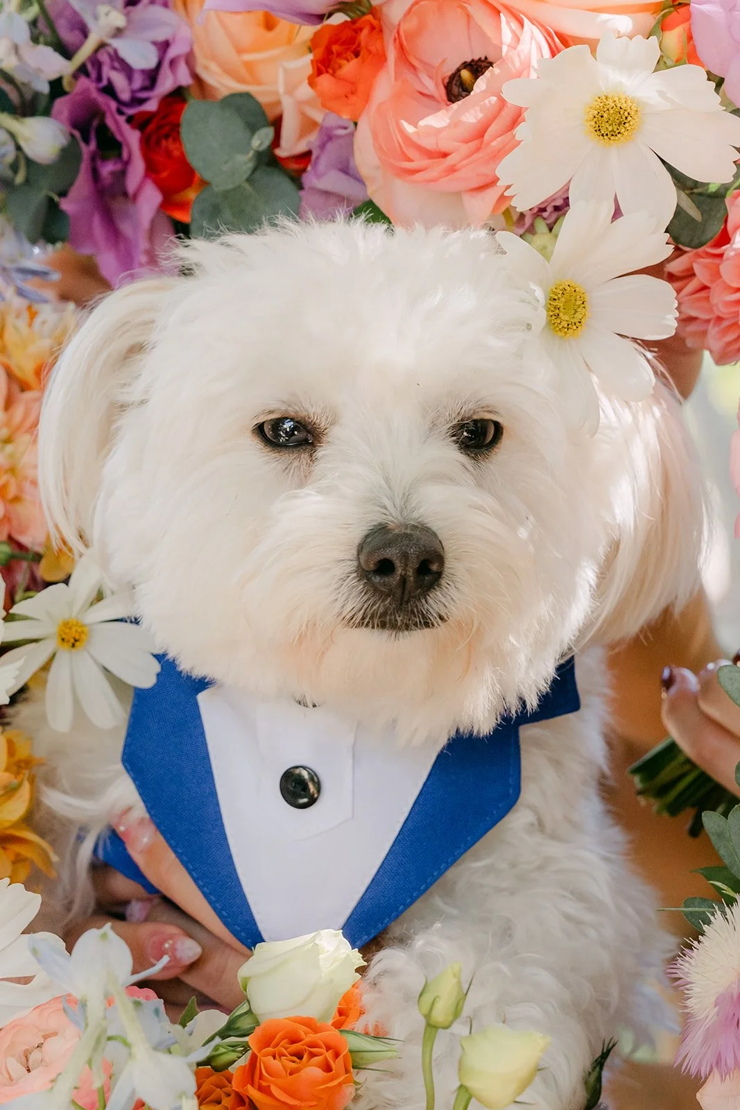 A close-up of the pup among peach and lavender blooms