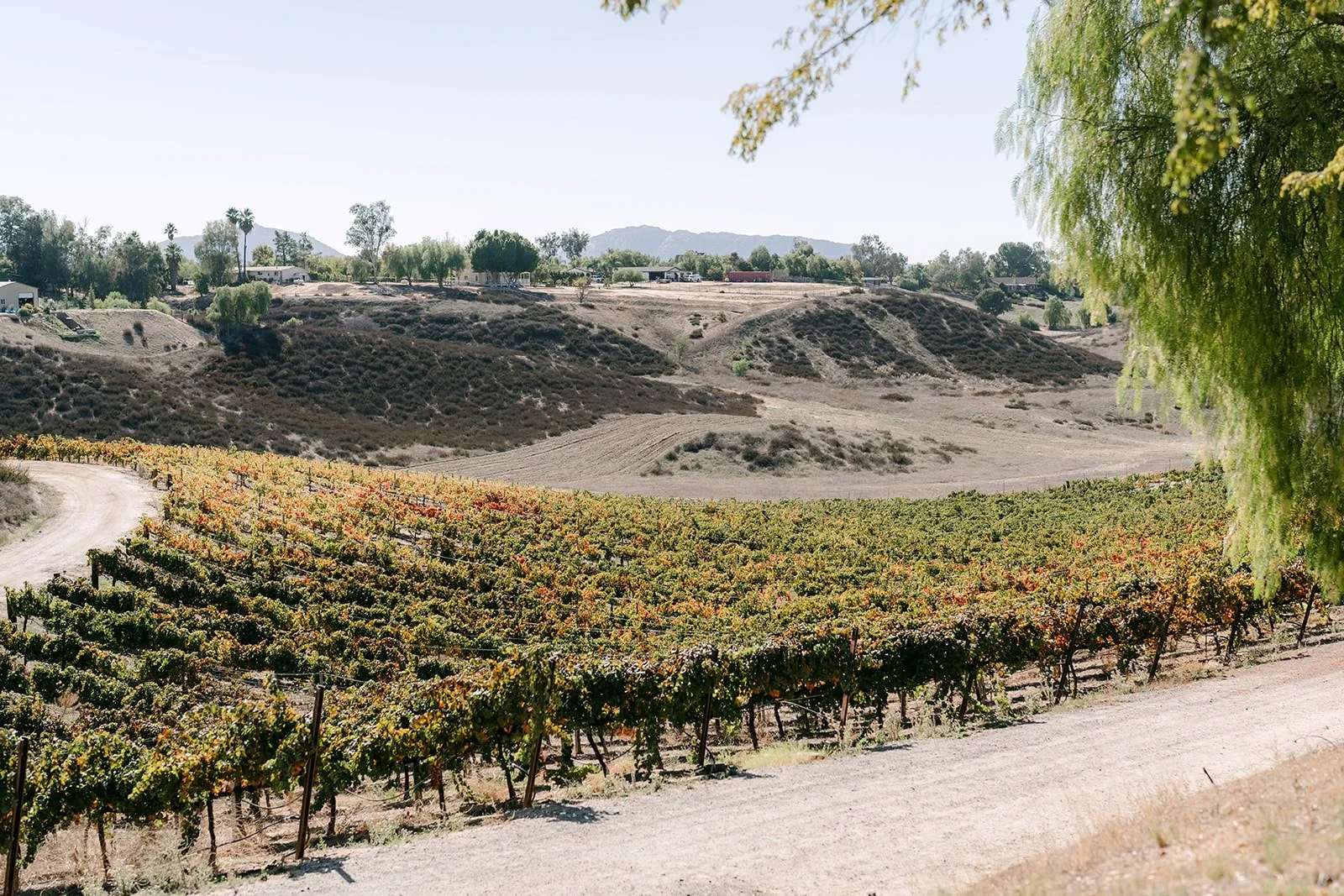 Vineyard view from the hilltop at Bel Vino Winery in Temecula