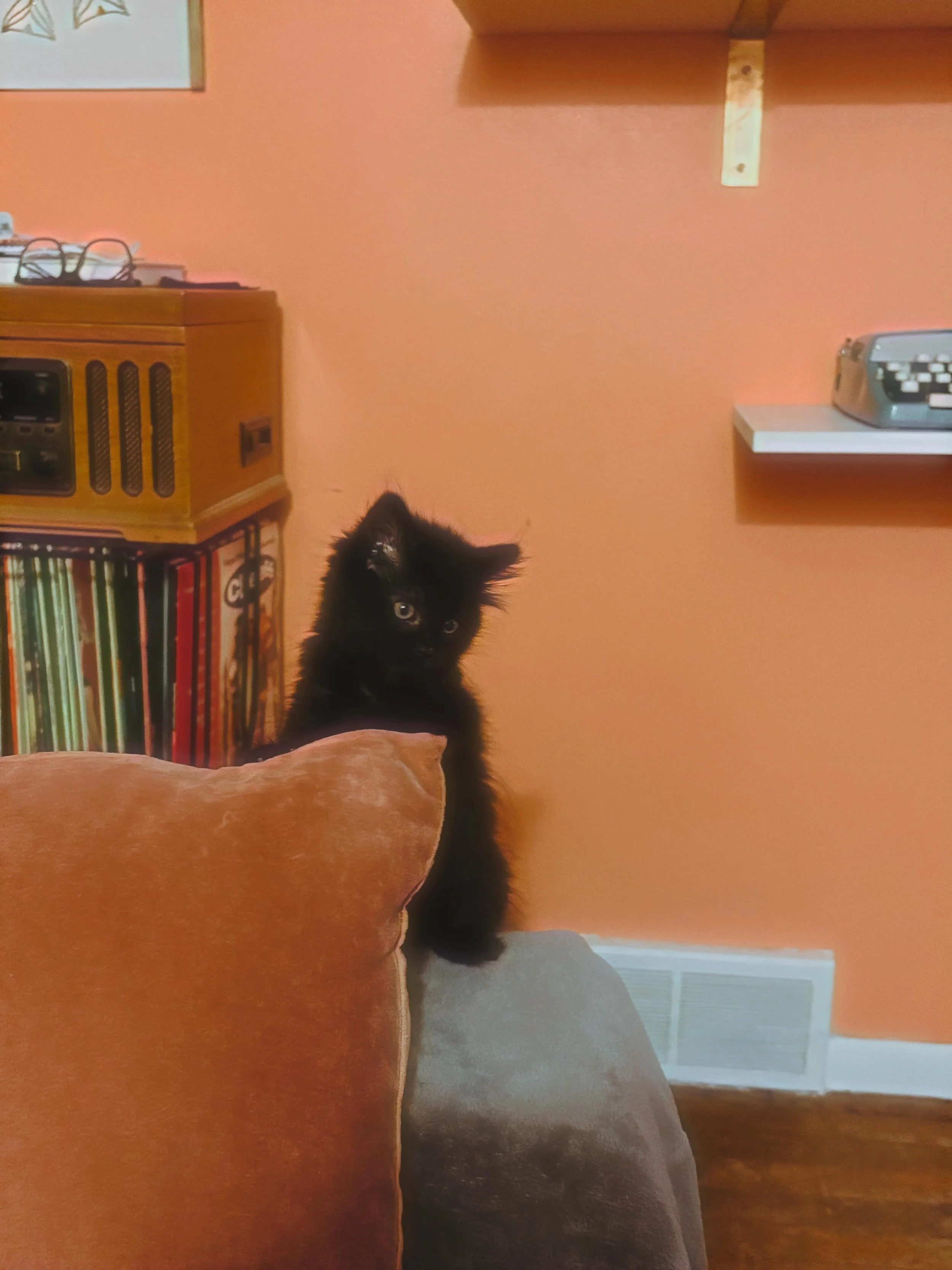 I&rsquo;ve been a bit distracted lately and who can blame me?

Meet my new little baby, Miss Dorinda Medley (named after my fav housewife) ✨❤️

Thank you to the amazing people @minnkotapaaws for bringing this little beauty into my life 🐈&zwj;⬛ 

She