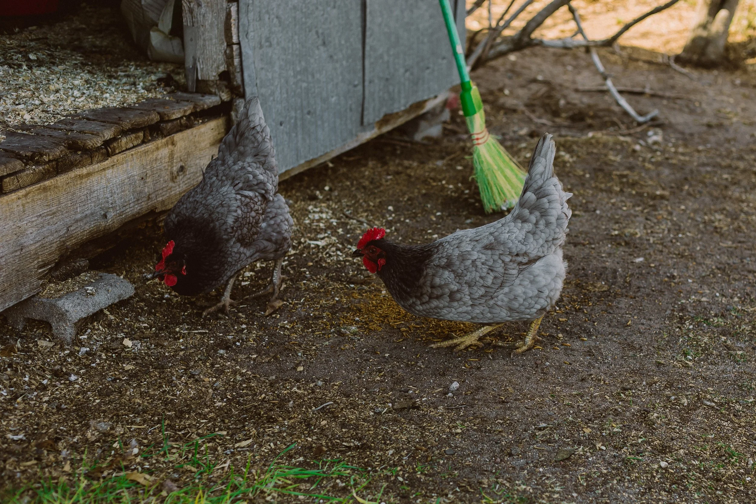 CHChickenShootAudrey5-2026-0870.jpg
