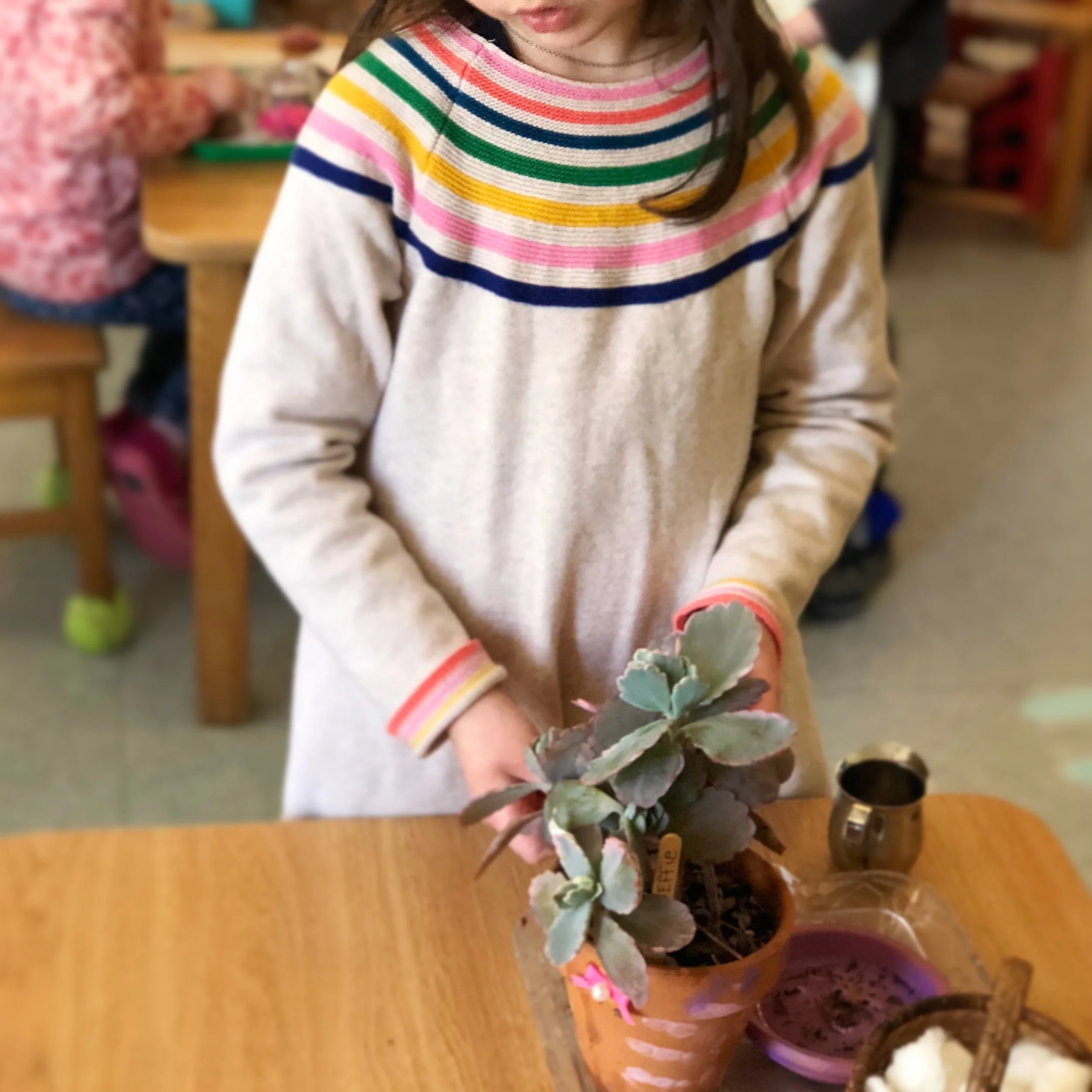  Cleaning the leaves of a plant.  
