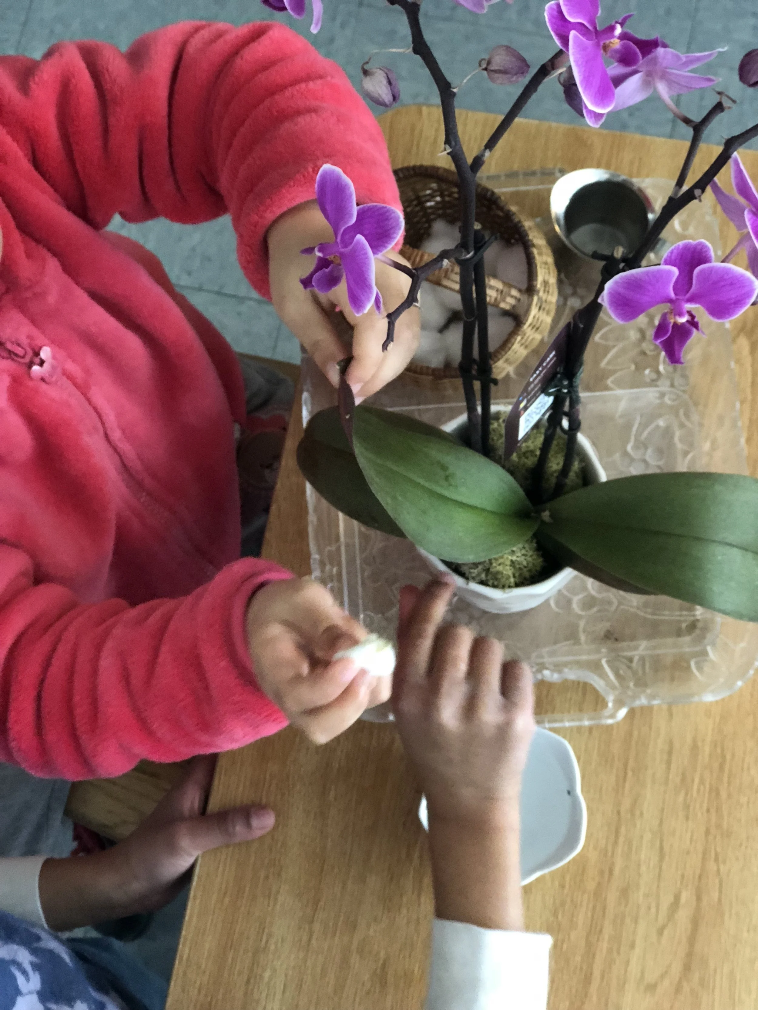  Wiping an orchids leaves clean.  