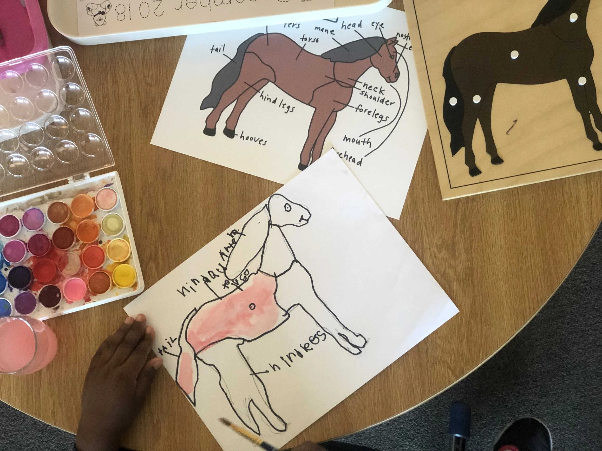 Parts of a Horse Diagram