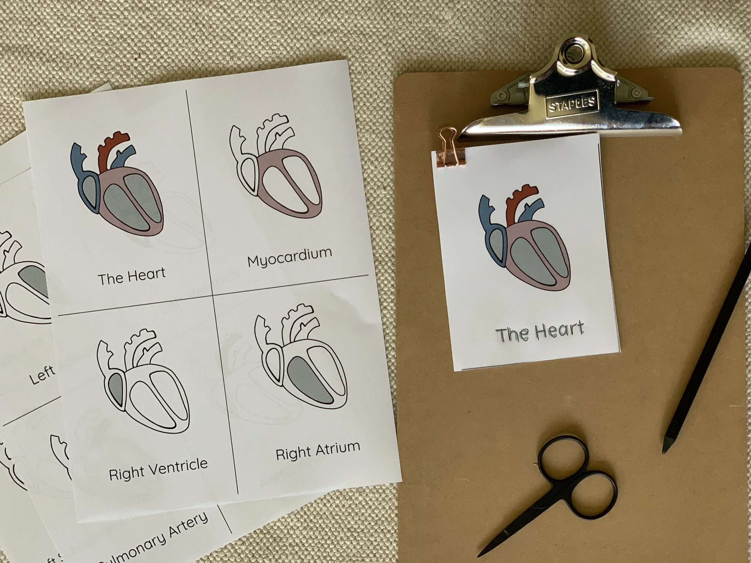 Parts of the Heart Cards and Booklet
