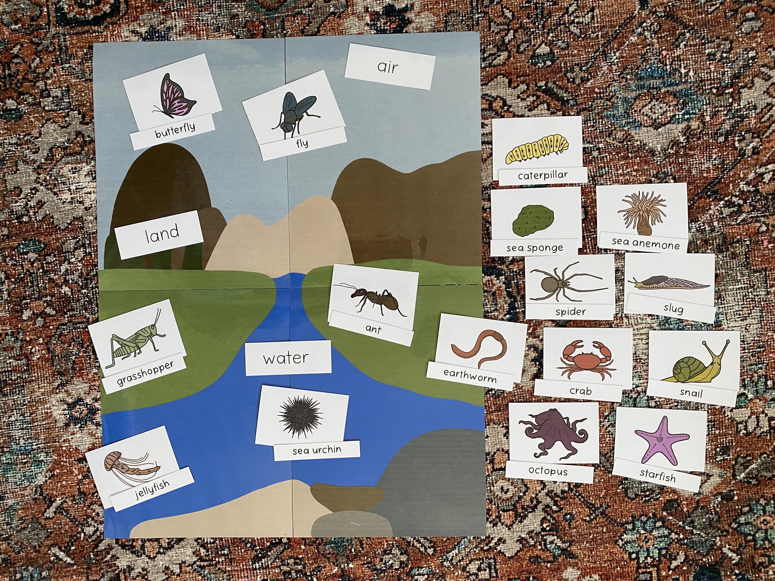 Land, Air and Water Invertebrate Sorting Cards