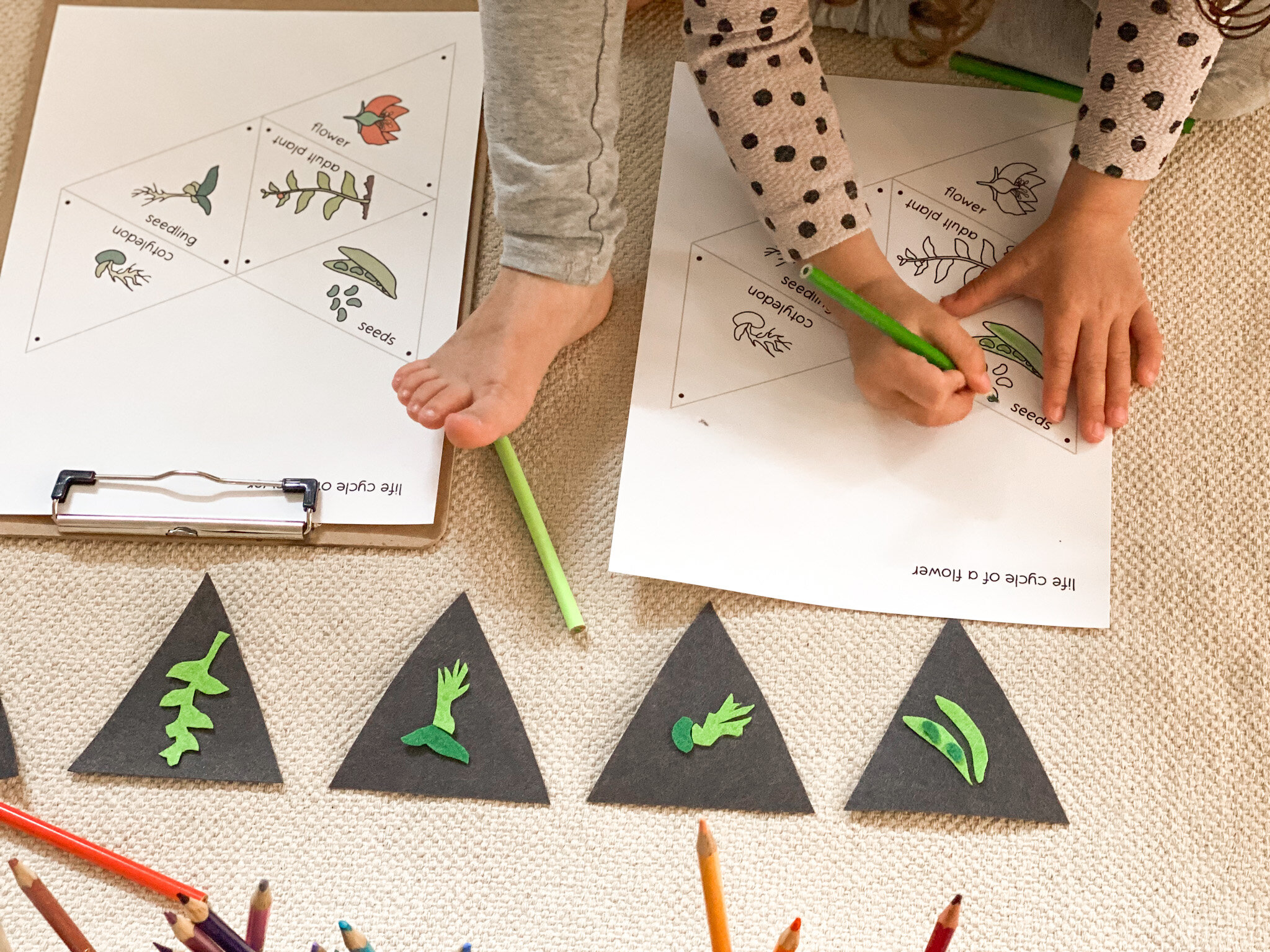 Life Cycle of a Bean Banner Craft