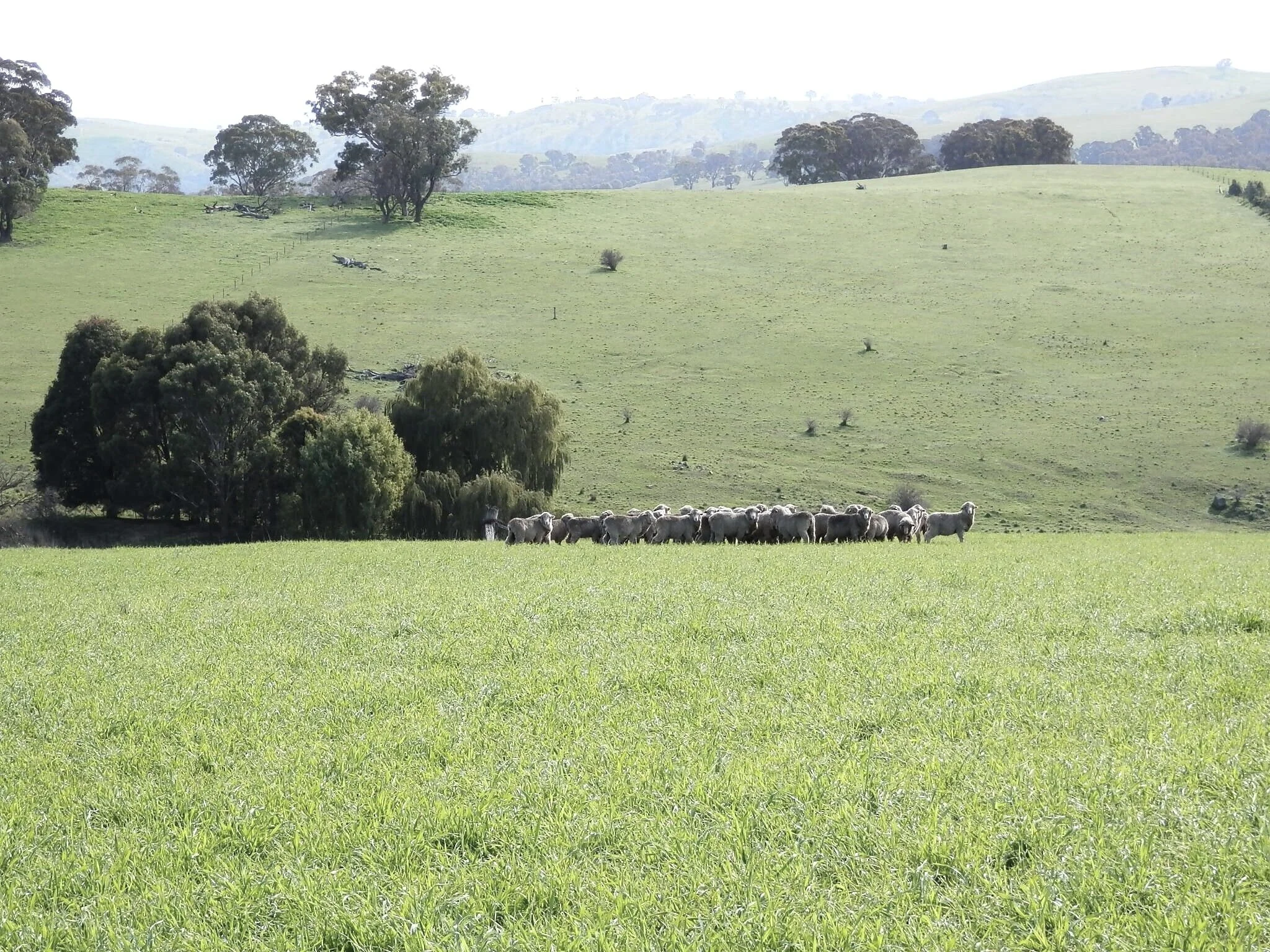 Innovative Livestock Marketing — StockDirect The smarter way to