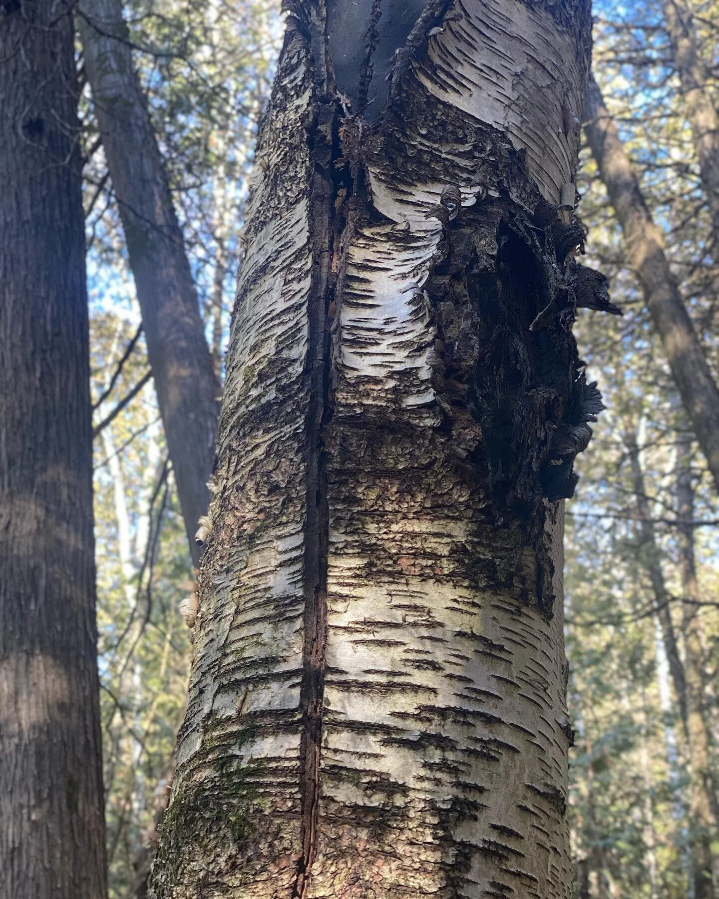 #ecotherapy #death #deathcare #palliativecare #grief #grieftherapy #griefsupport #livingwithloss #hamonttherapy #hamont #queeringgrief #ecologicalgrief #deathdoula #thanatology
