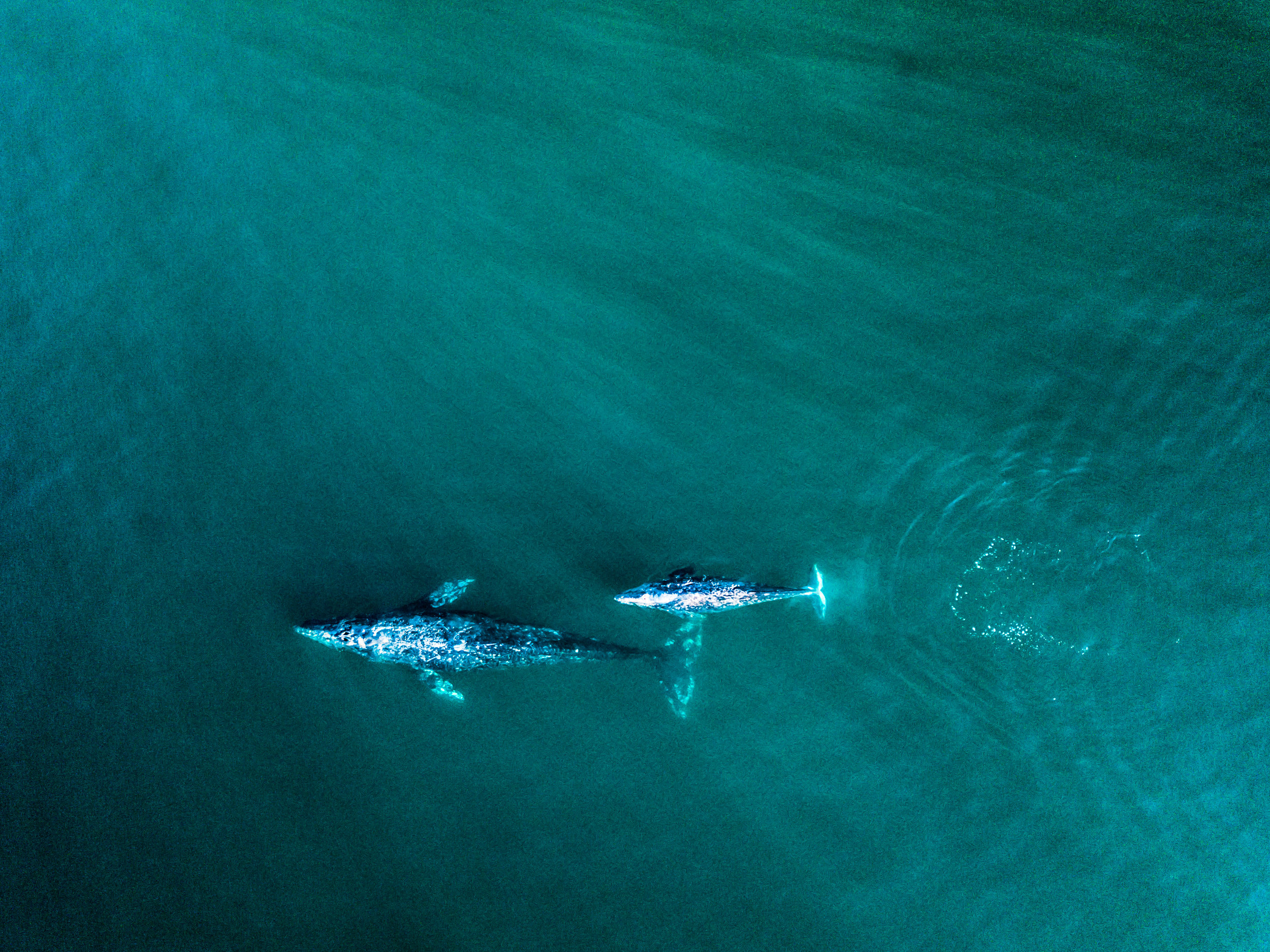 DJI_0484 copy.jpg