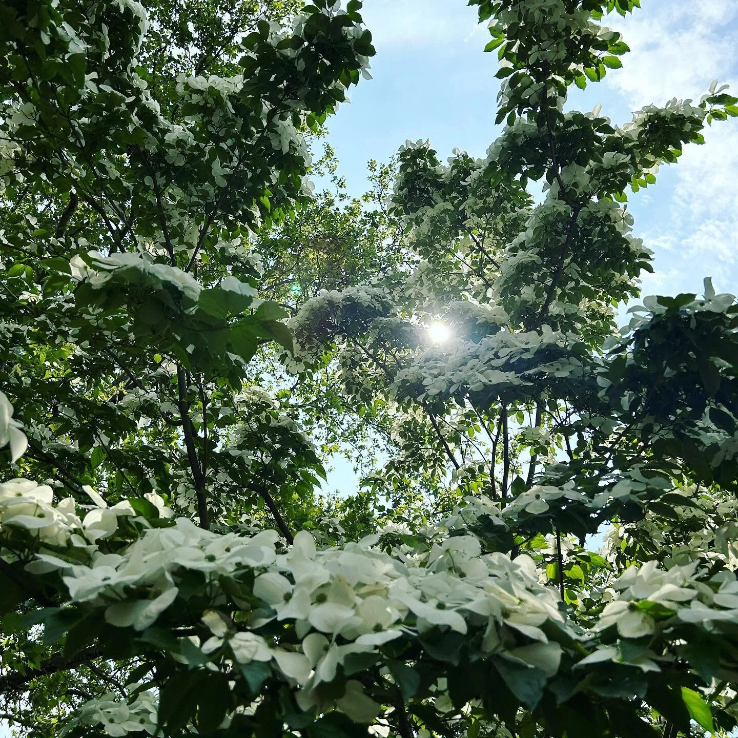 Dogwood in full bloom!