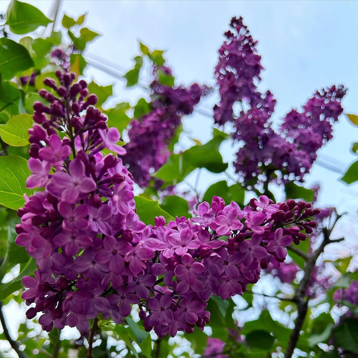 Lilac season!