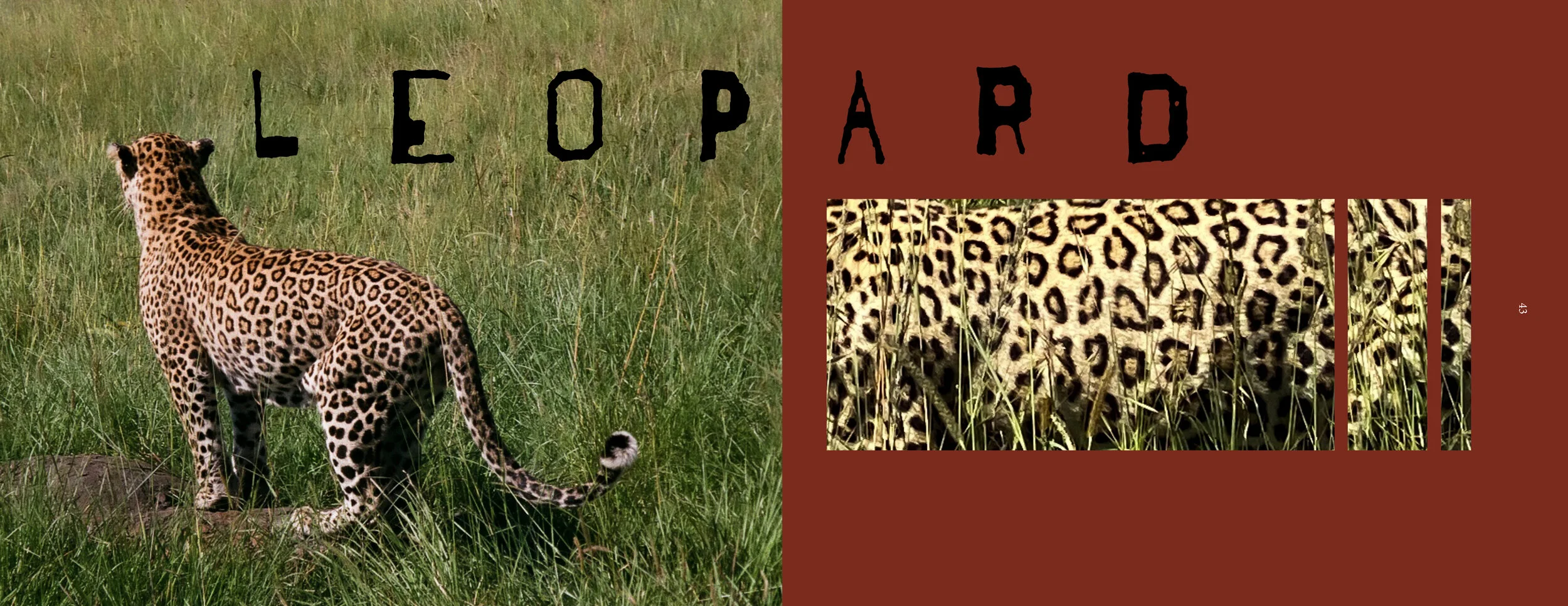 africa 2 rgb22.jpg
