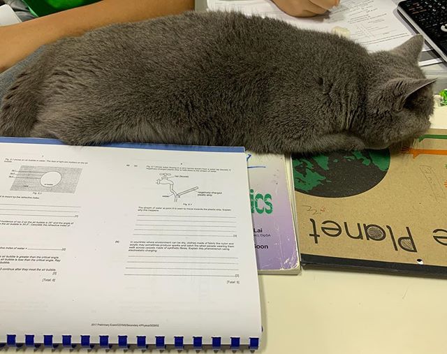 You all study ! I Sleep ! Meow!
#meetshakie #physics #electrostatics #amaths #猫 #かわいい #ねこ #bsh #britishshorthair #cat #companionship #gllc #寝ねするよ #勉強します