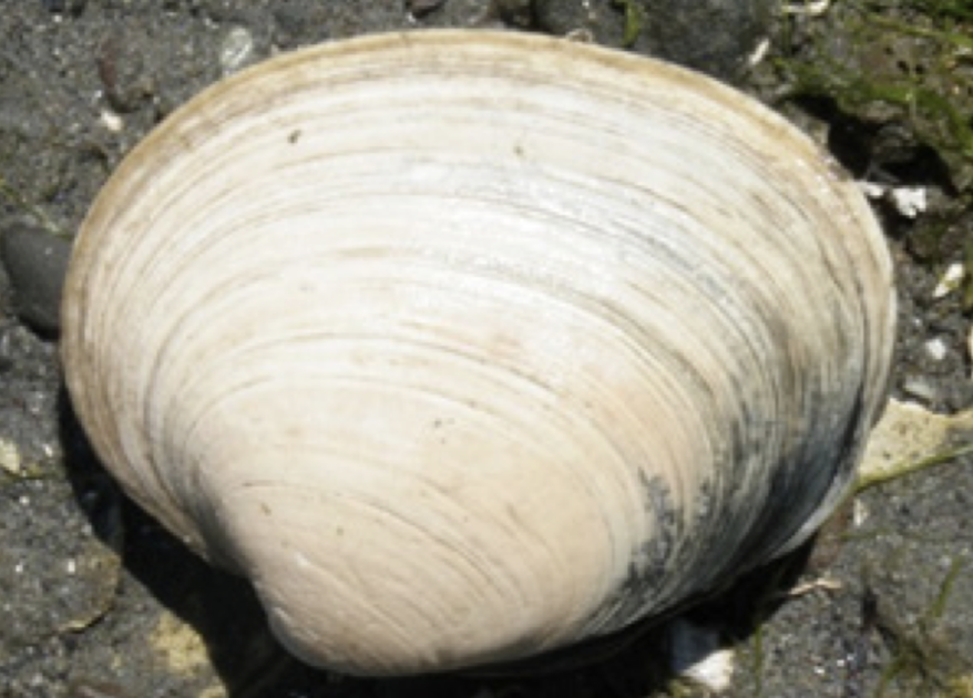 Butter Clam