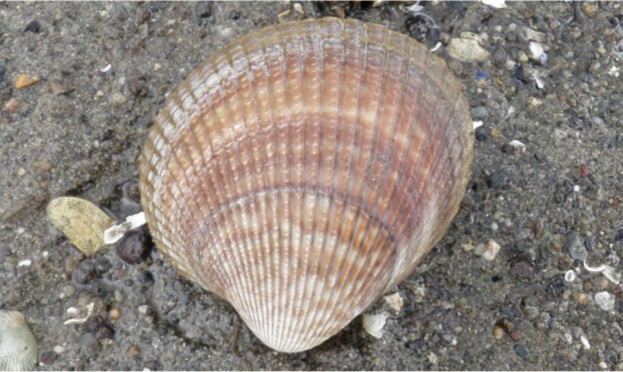 Cockle Clam