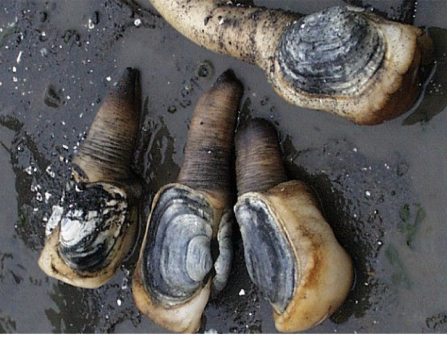 Geoduck