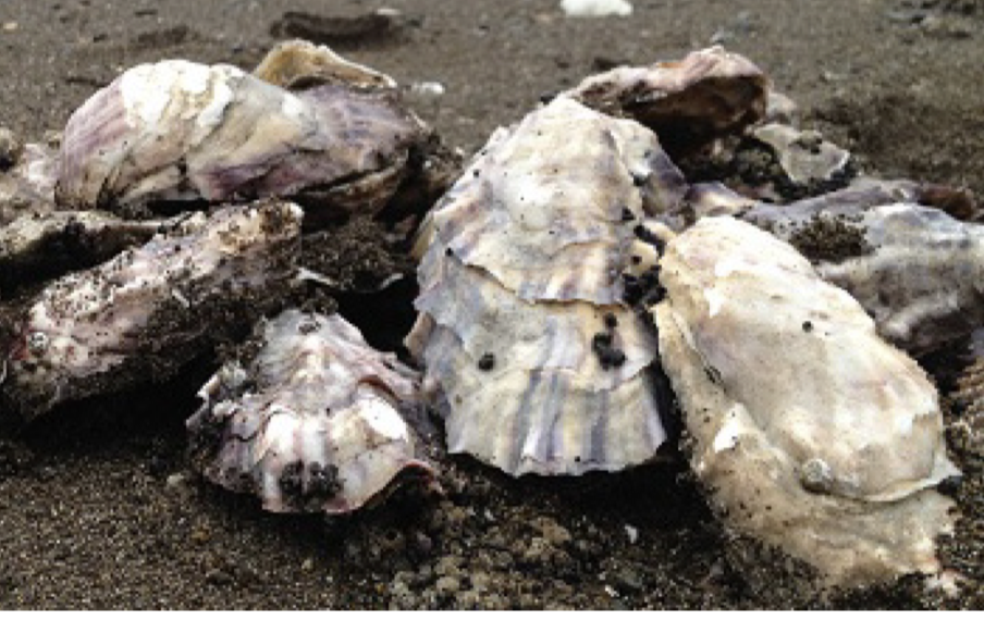 Pacific Oyster