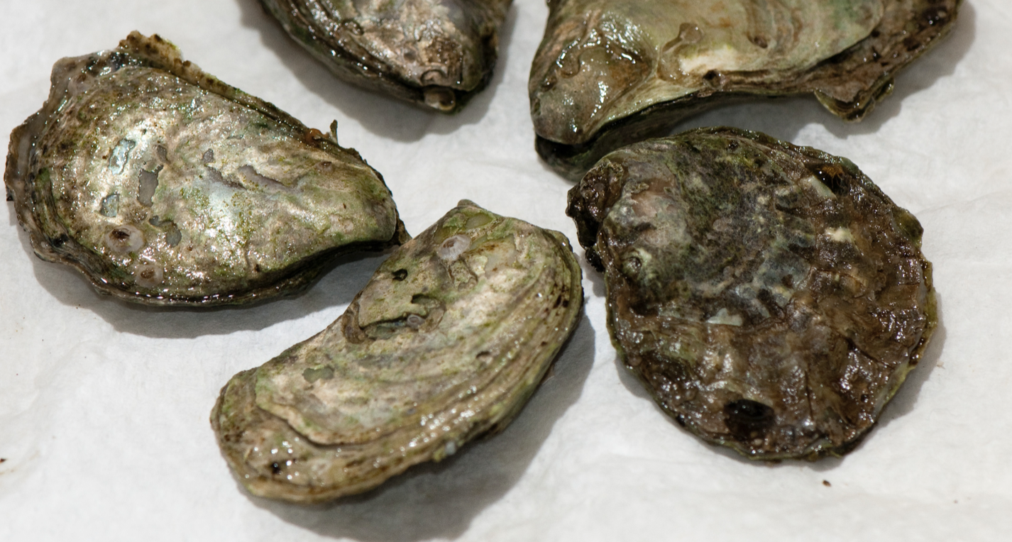 Olympia Oyster