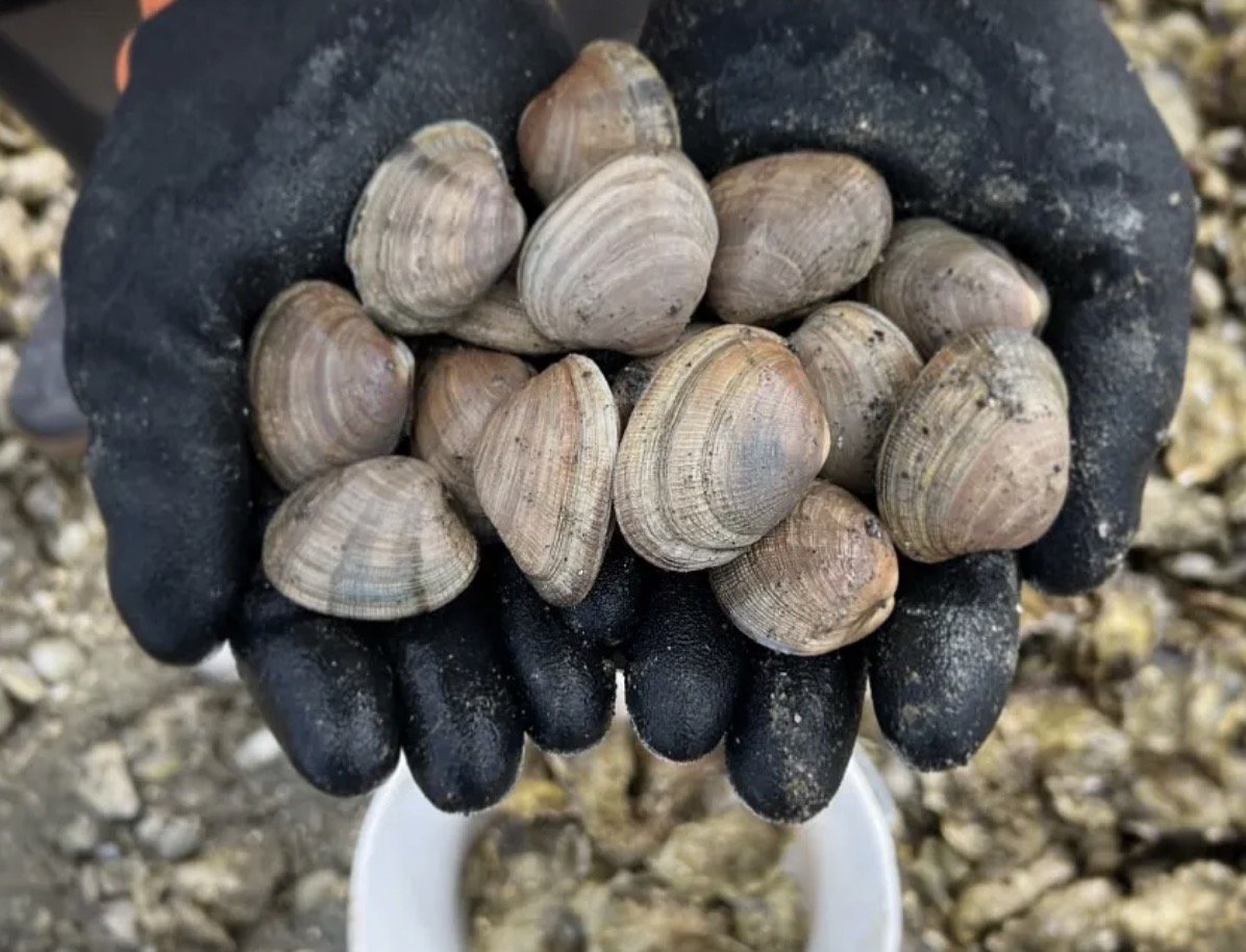 Guided Shellfish Dig on Hood Canal