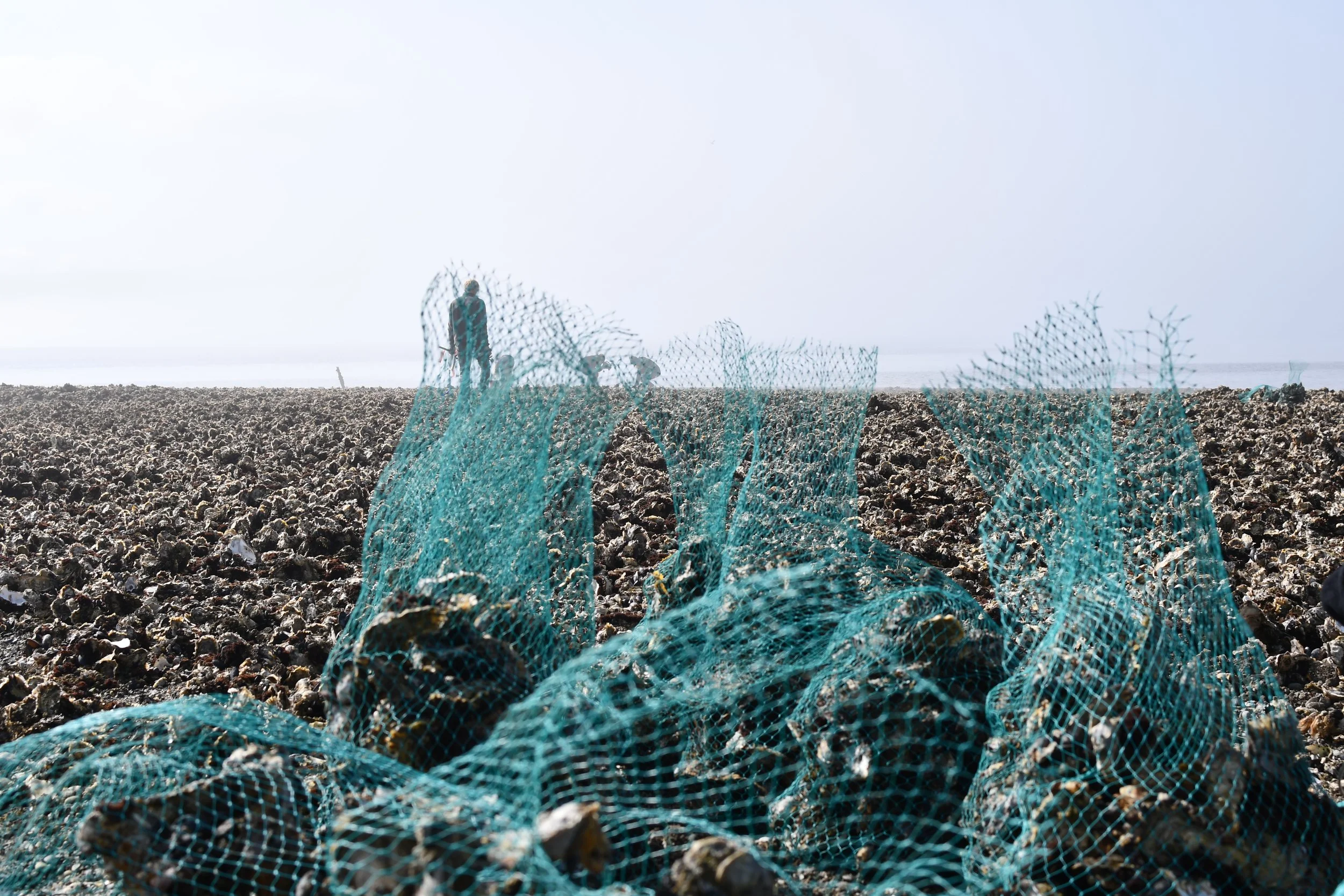 Washington State Shellfish Trail