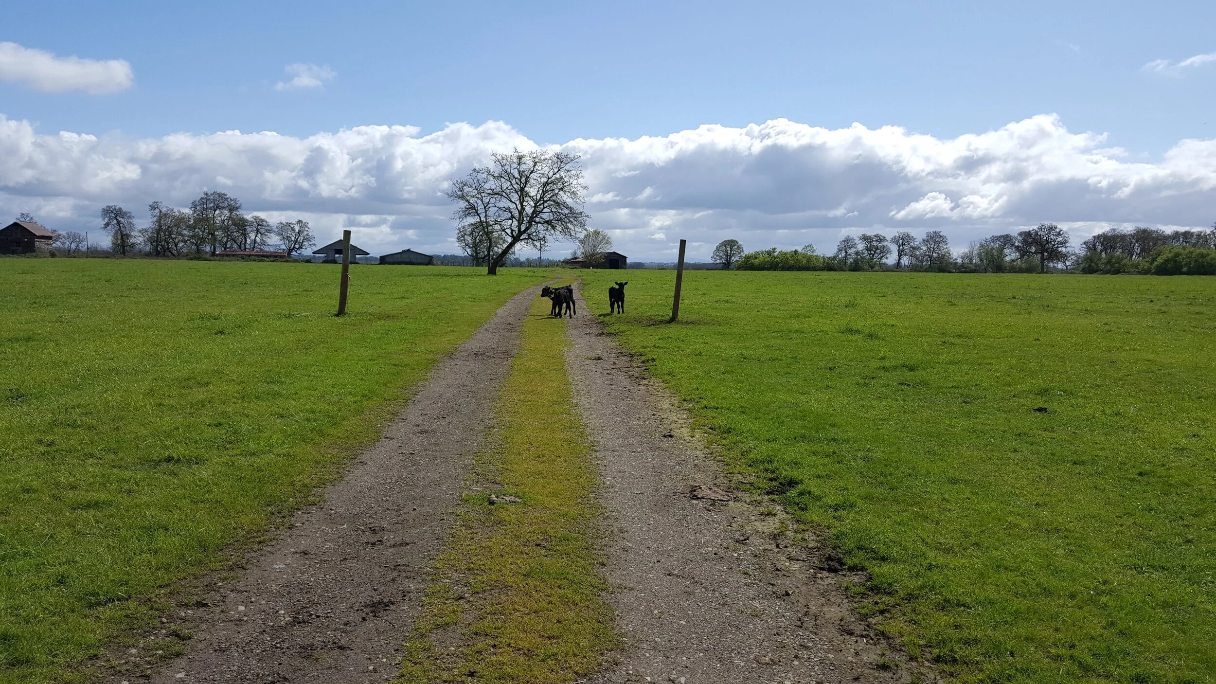 Baby Bulls Unfazed by a couple of soul searching ladies