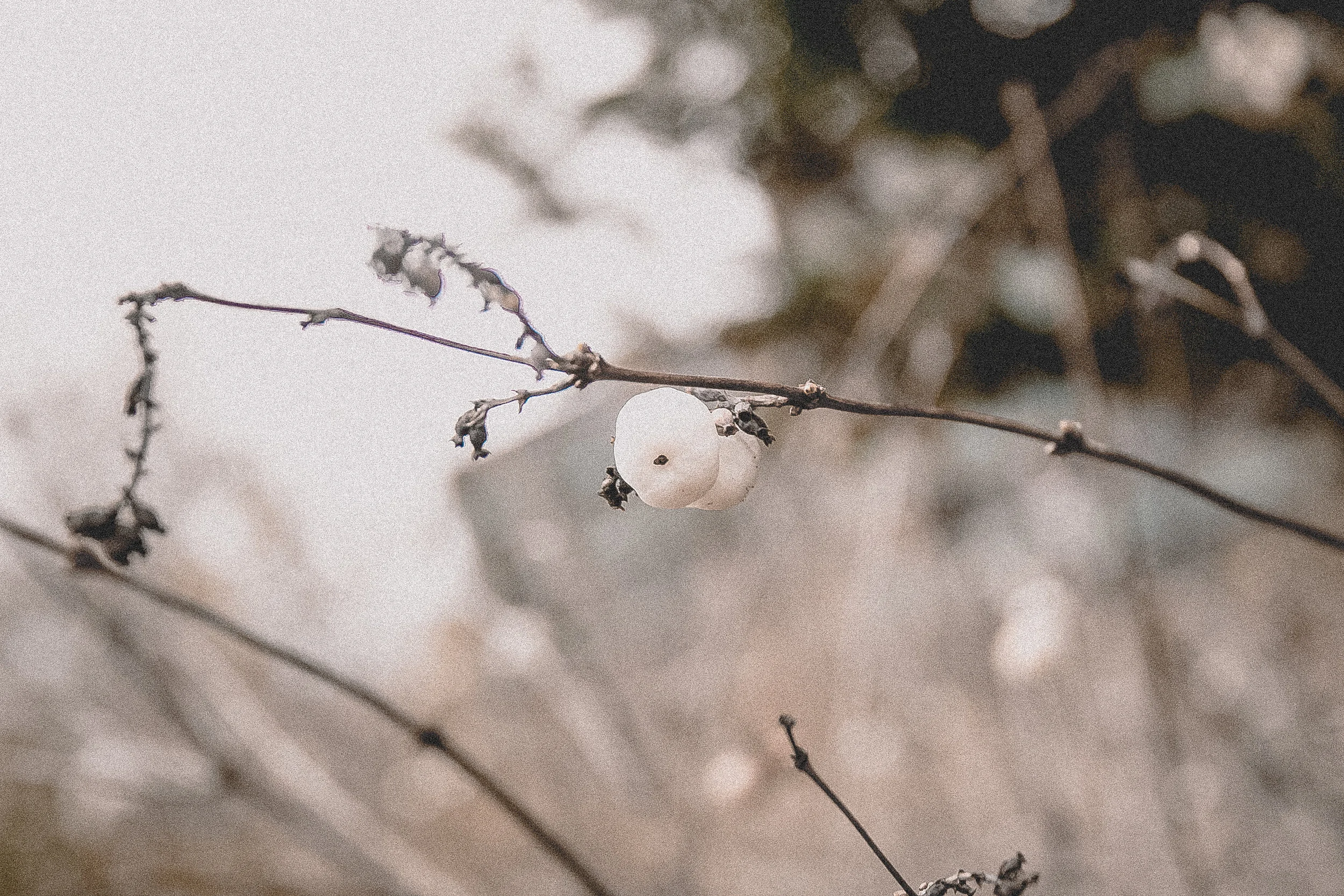 Vintage Nature by www.paperheartpolaroids.com.jpg