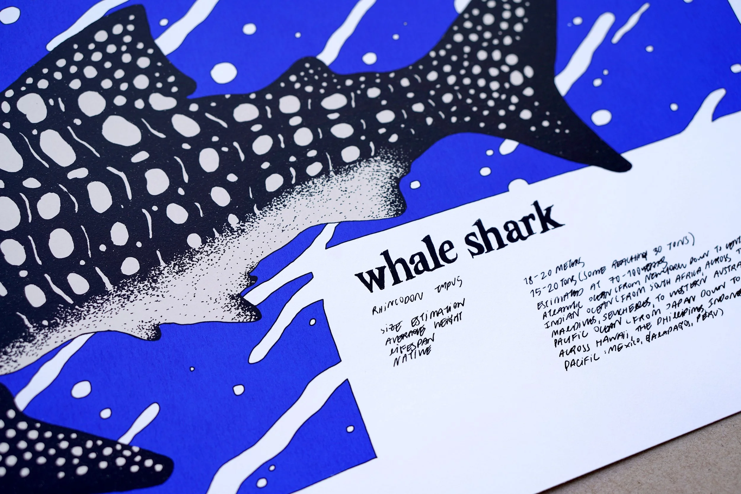 nene_whale-shark_3.jpg
