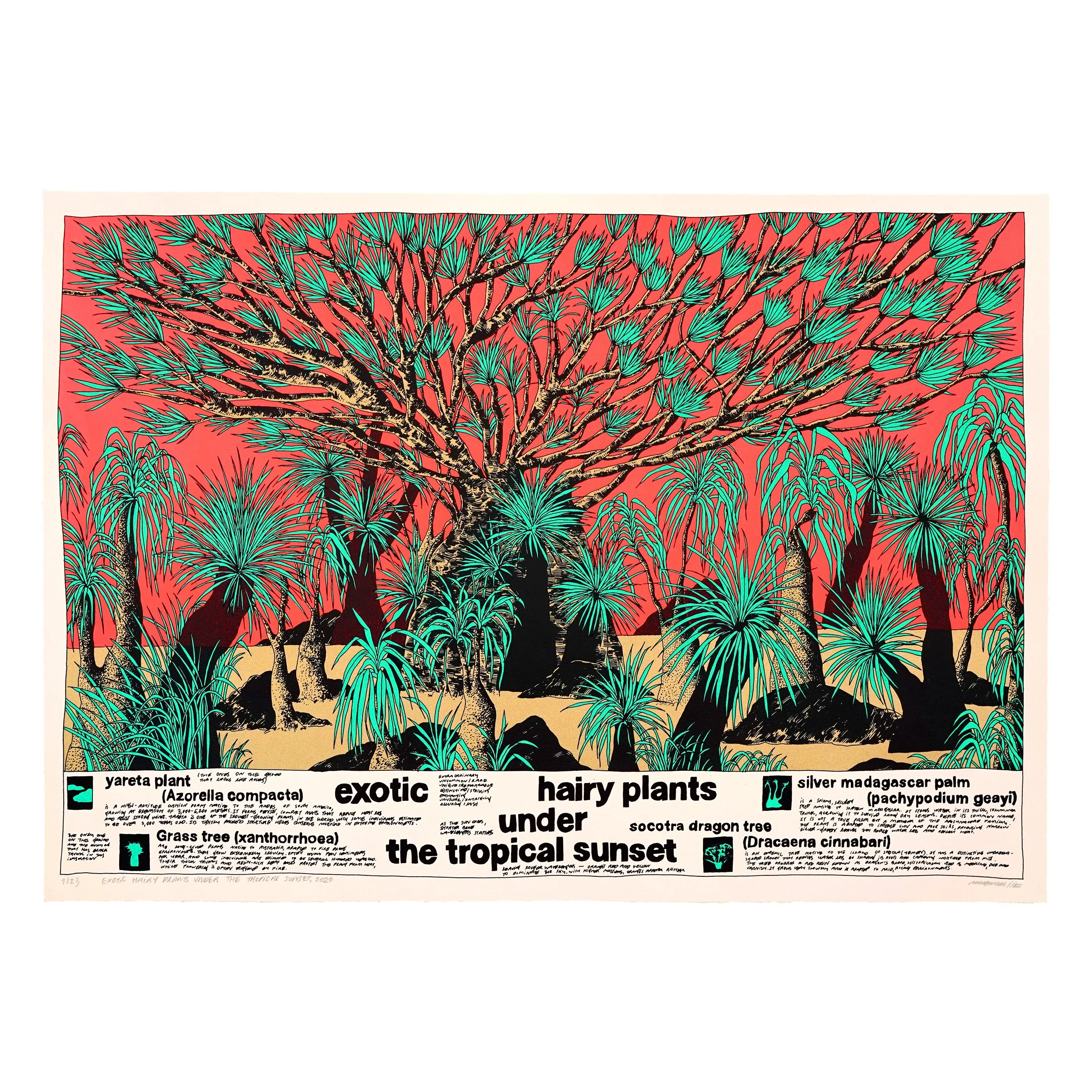 Exotic hairy plants under the tropical sunset